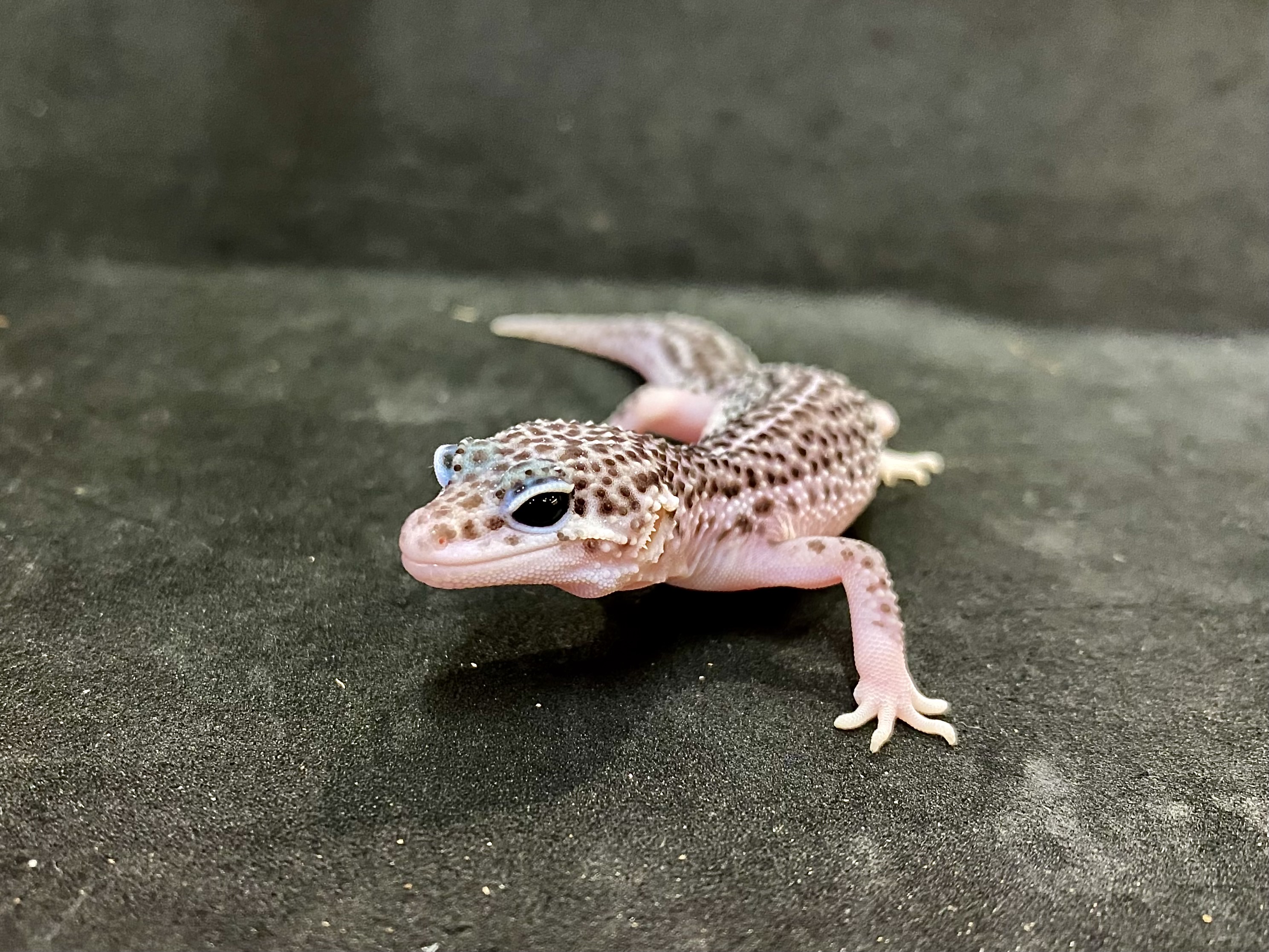ヒョウモントカゲモドキ
