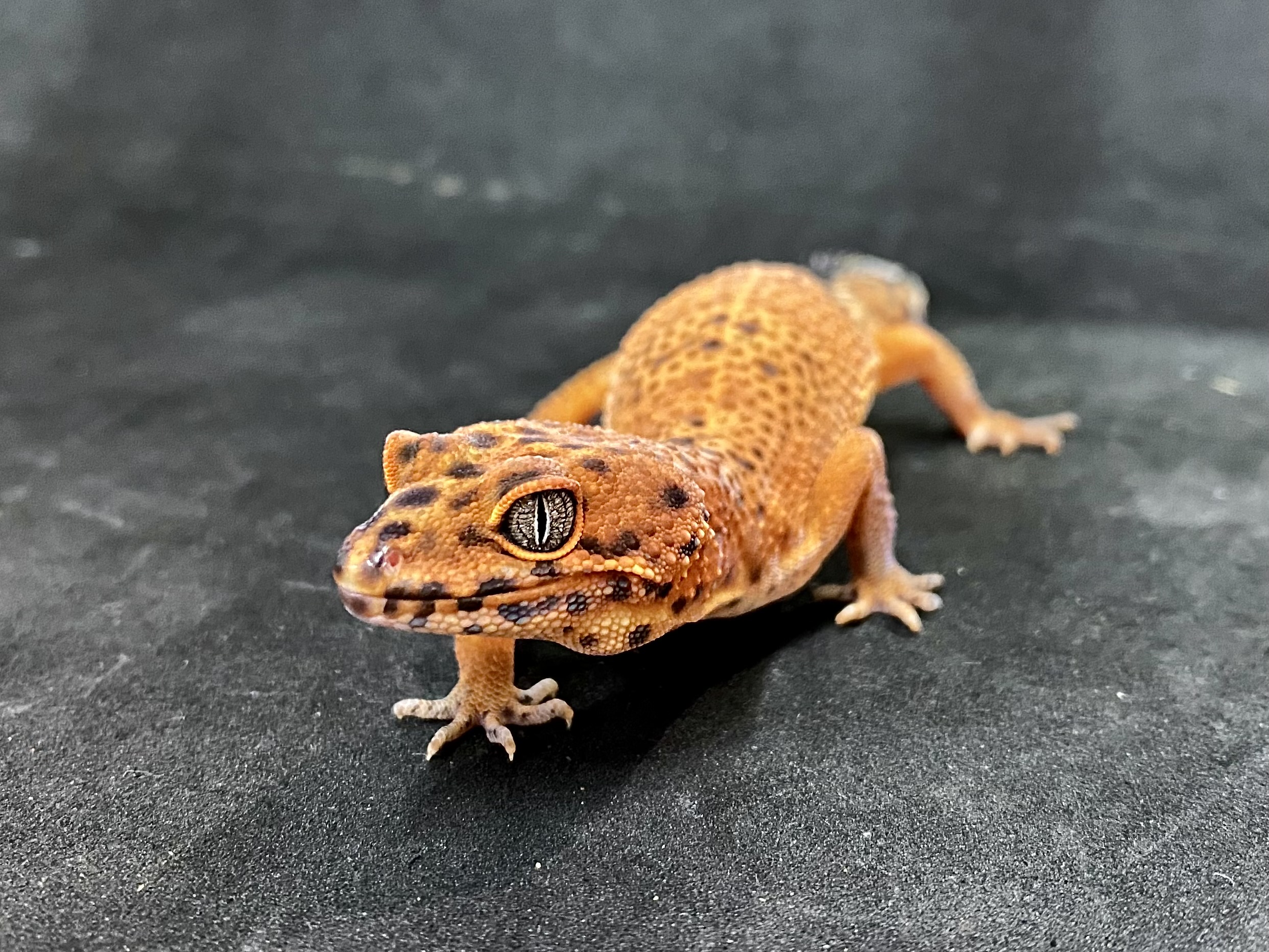 ヒョウモントカゲモドキ