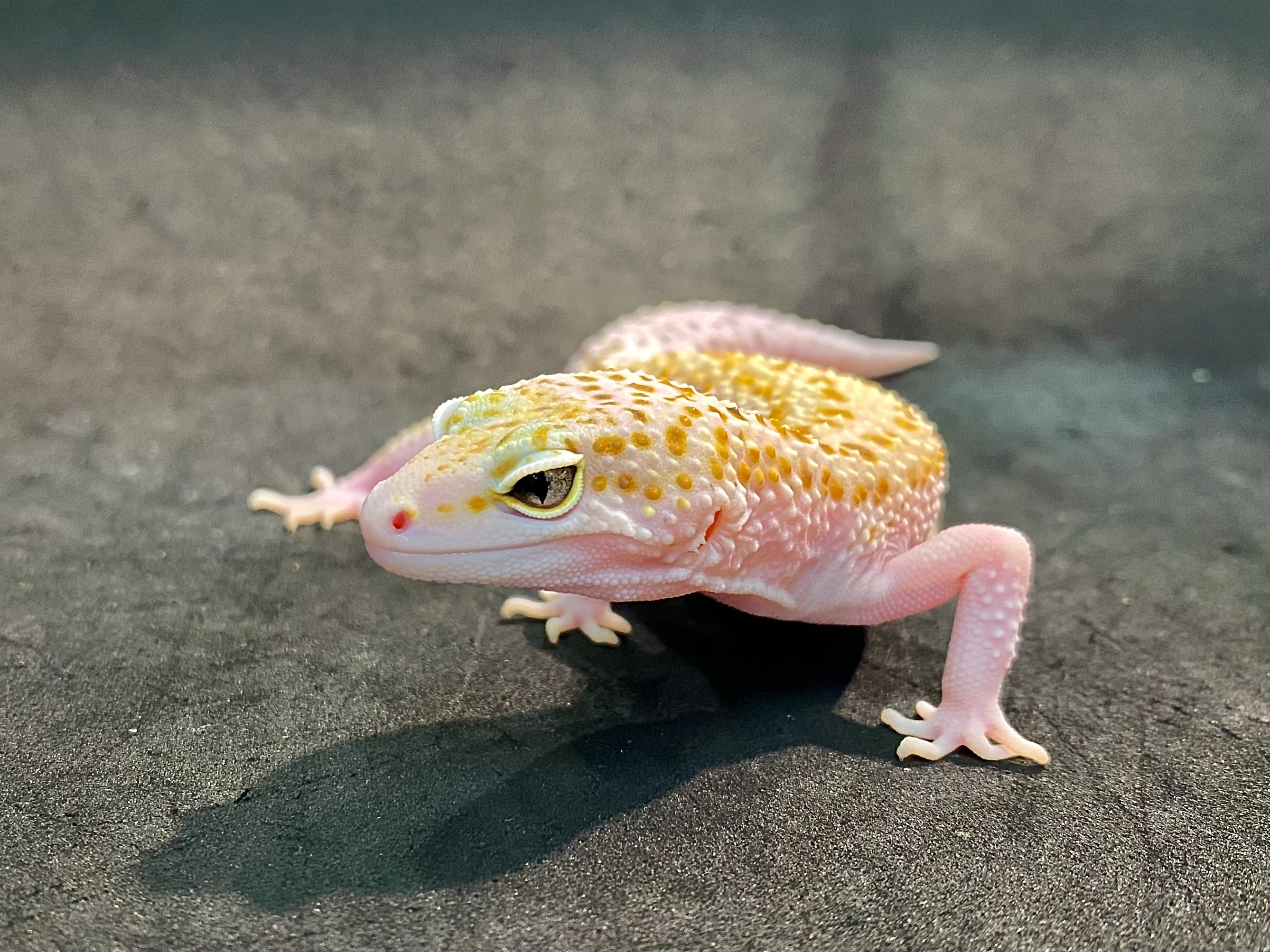 ヒョウモントカゲモドキ