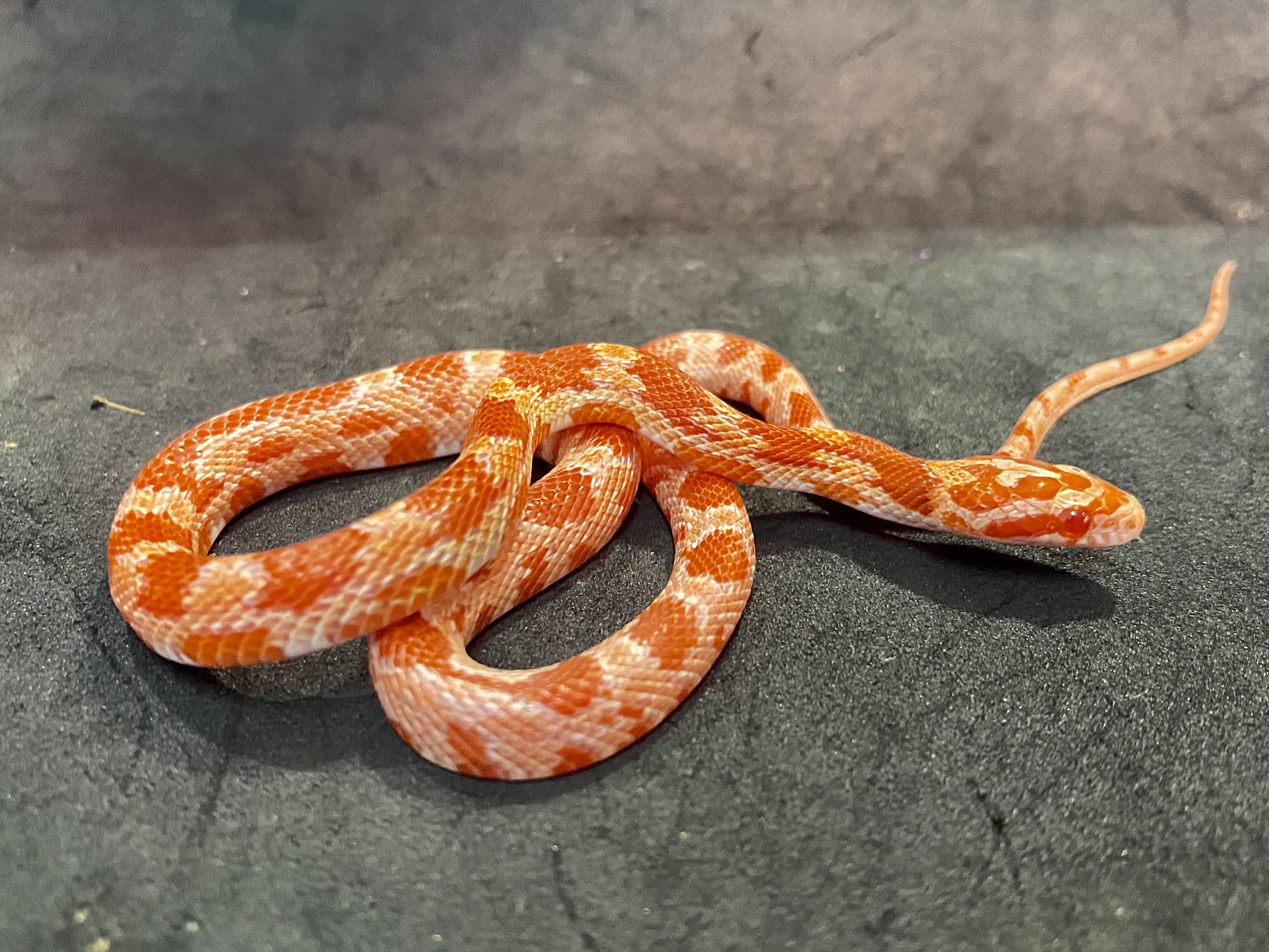 コーンスネークアメラニ