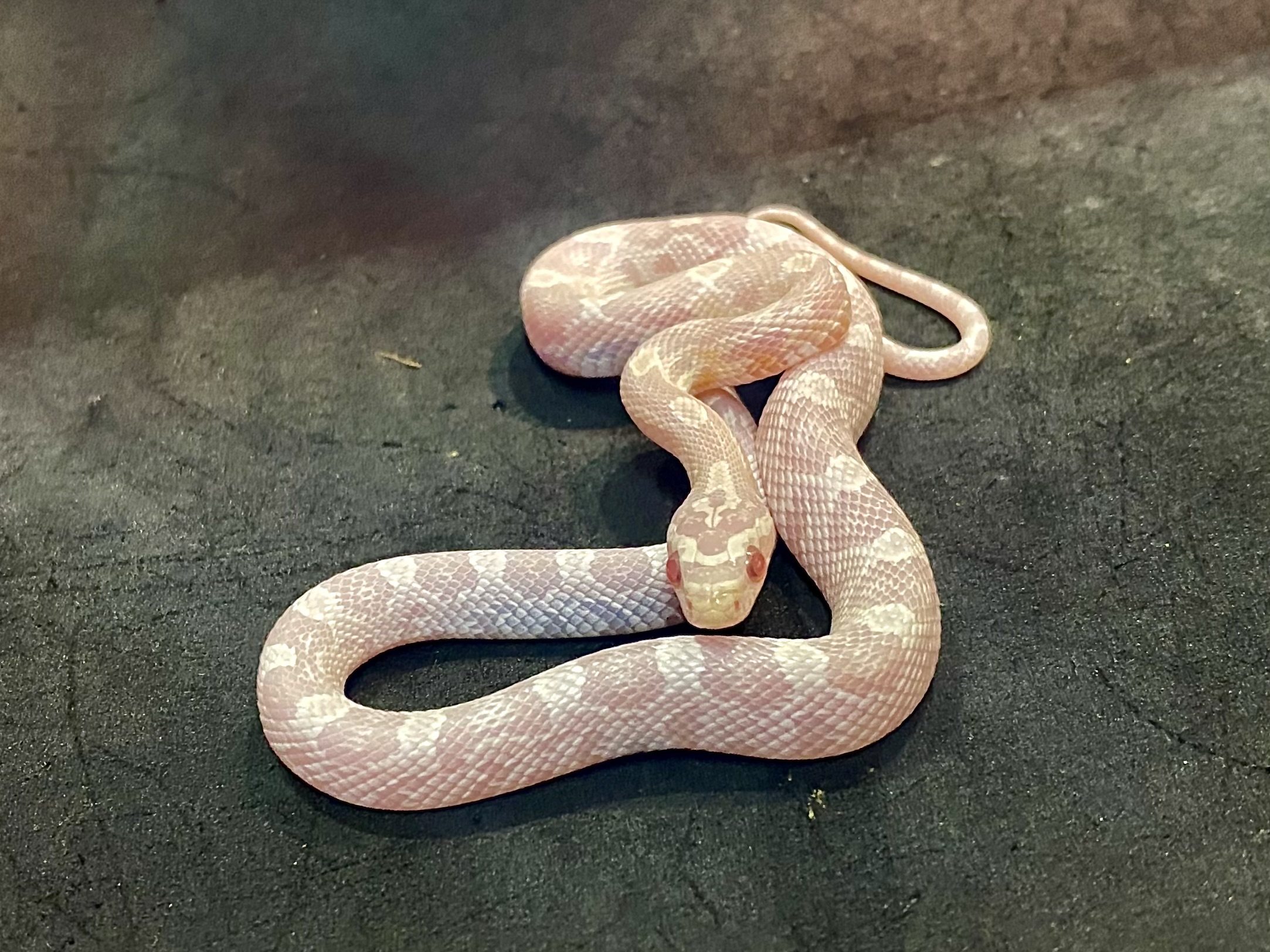 コーンスネーク