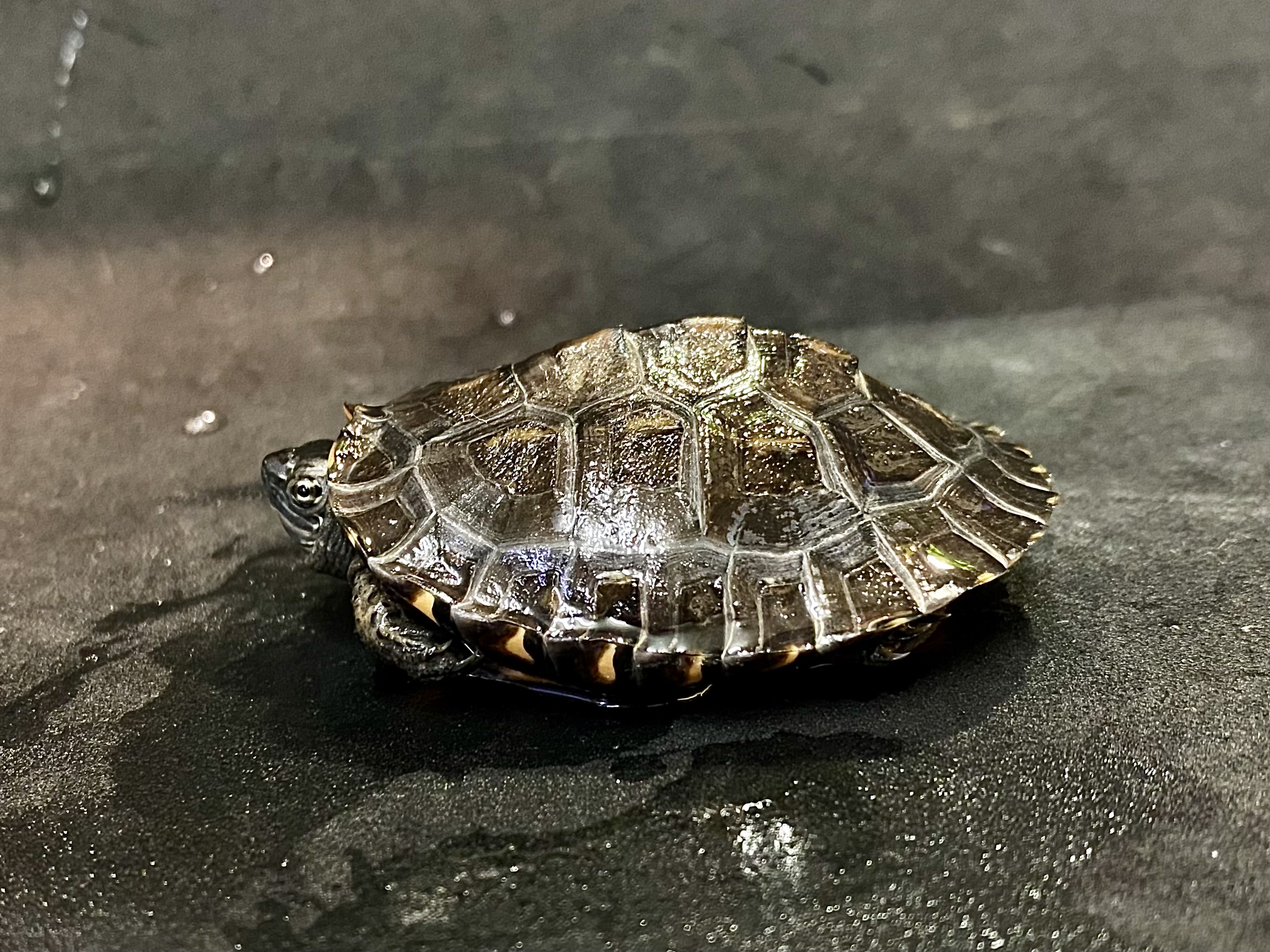 カントンクサガメ