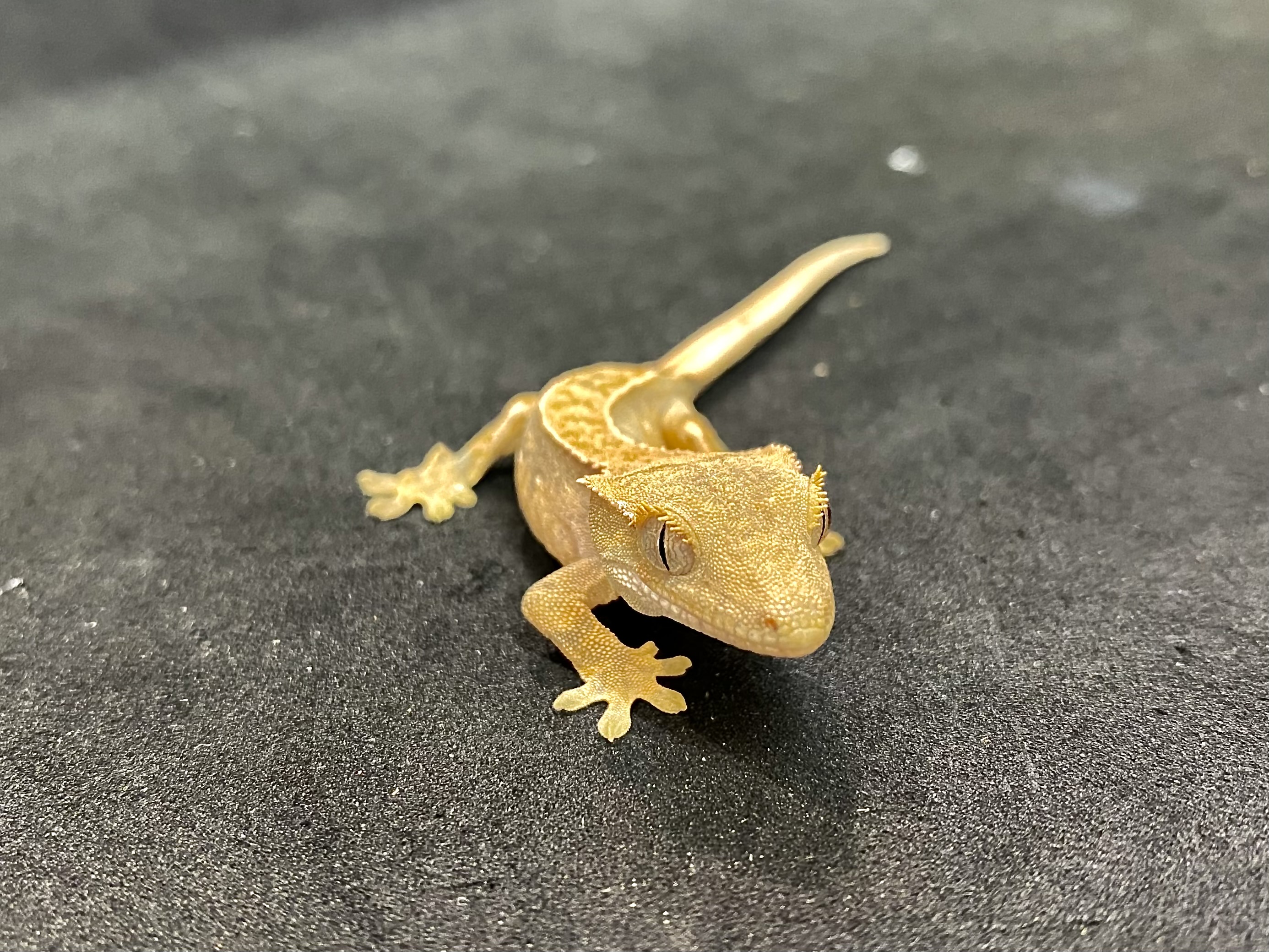 ヒョウモントカゲモドキ