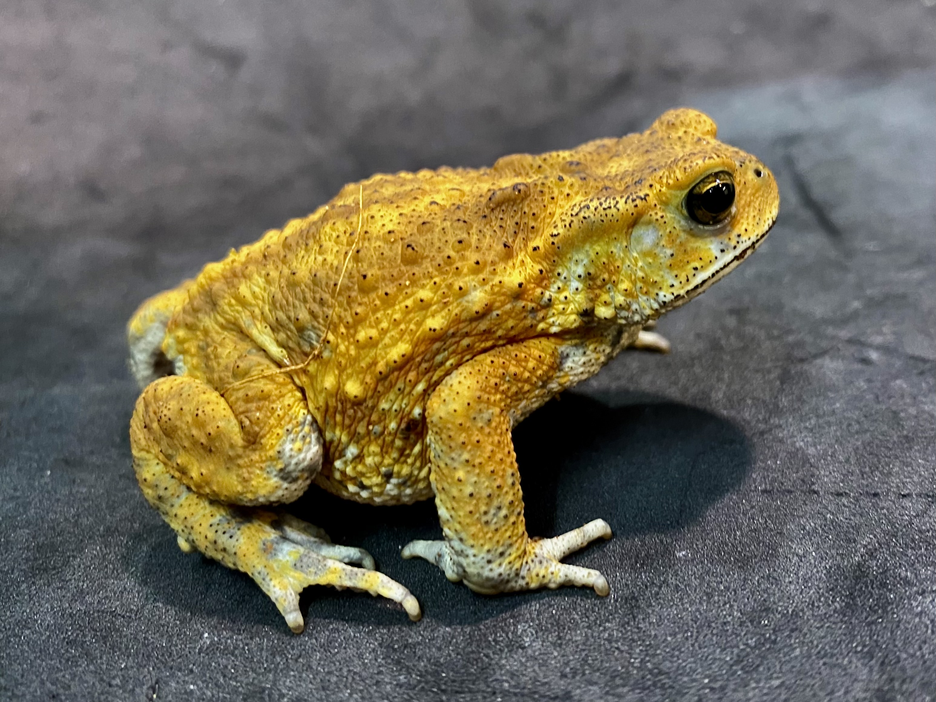 オオバクチヤモリ