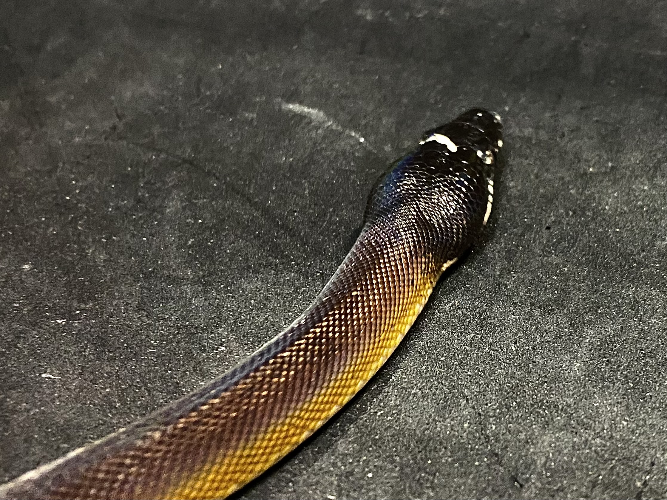 アルバーティスパイソン