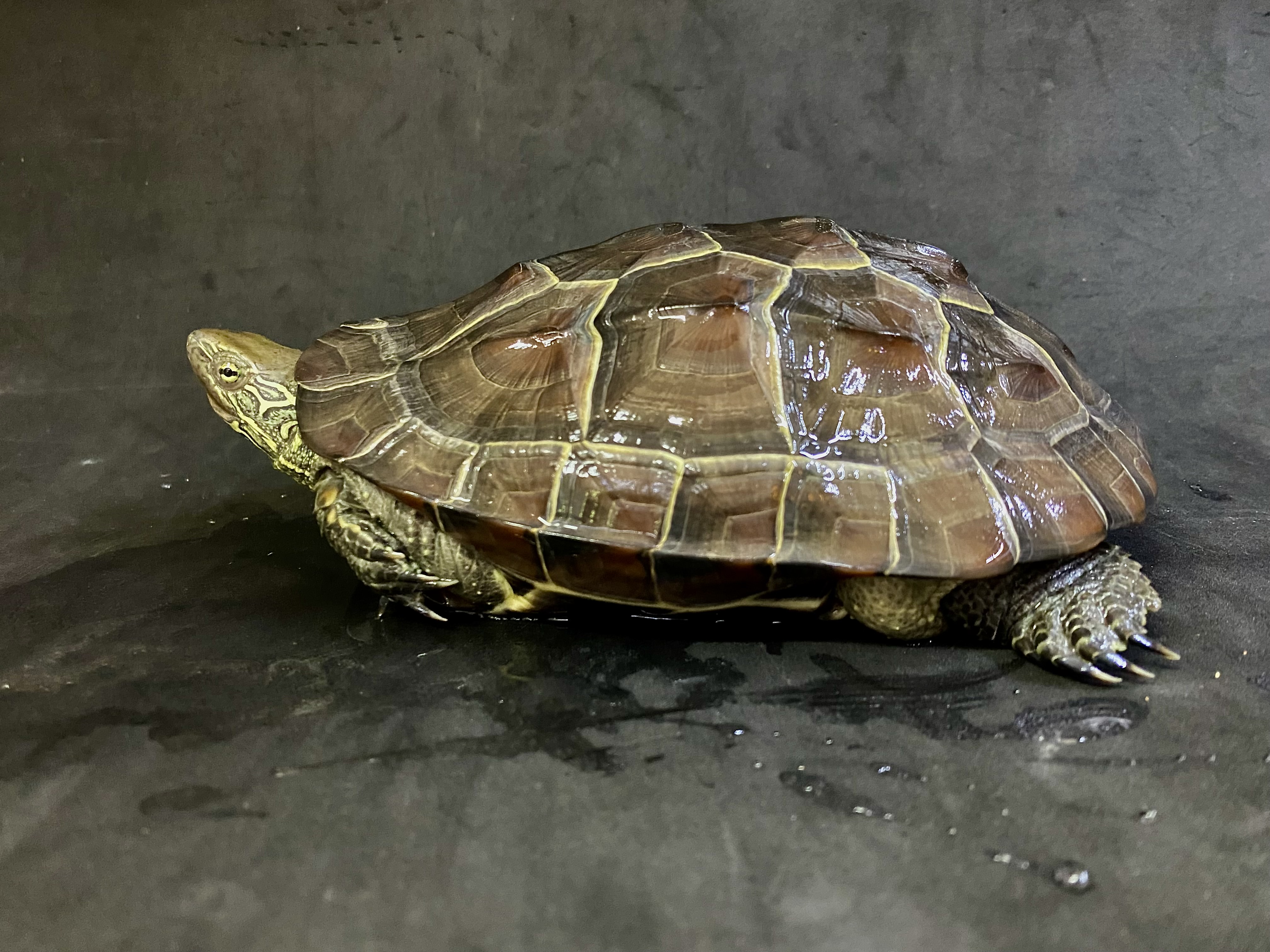 クサガメ