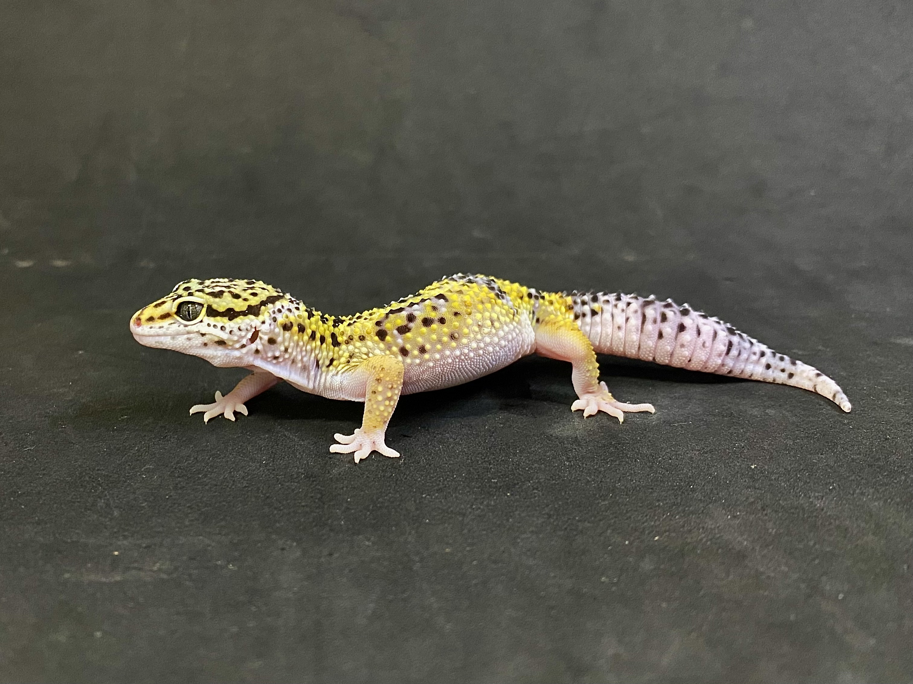 ヒョウモントカゲモドキ