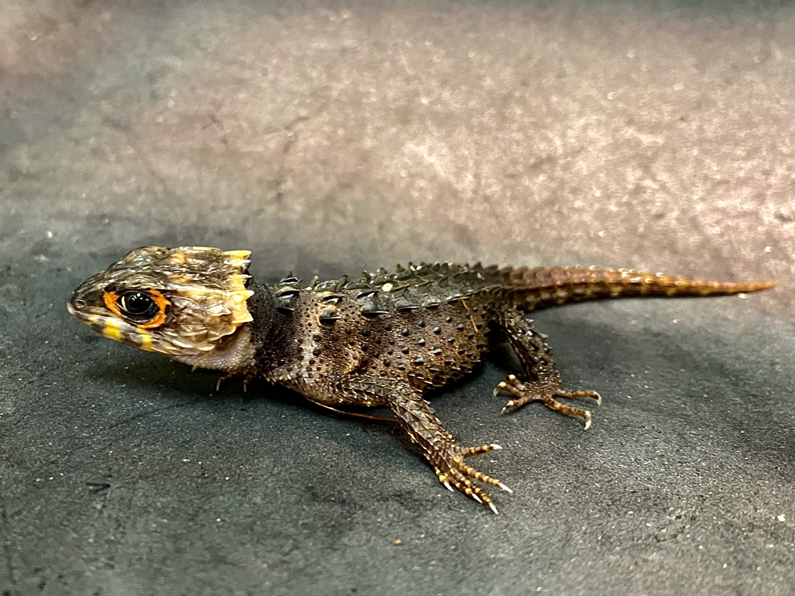 アカメカブトトカゲ