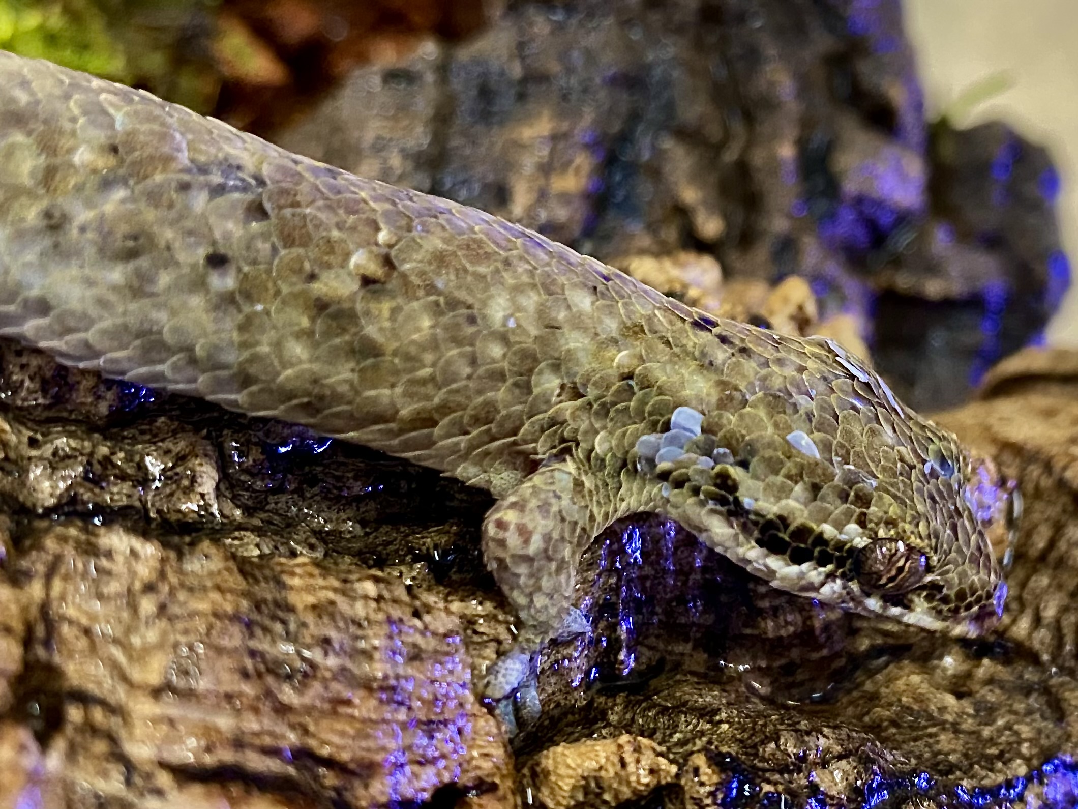 ミヤコヒキガエル