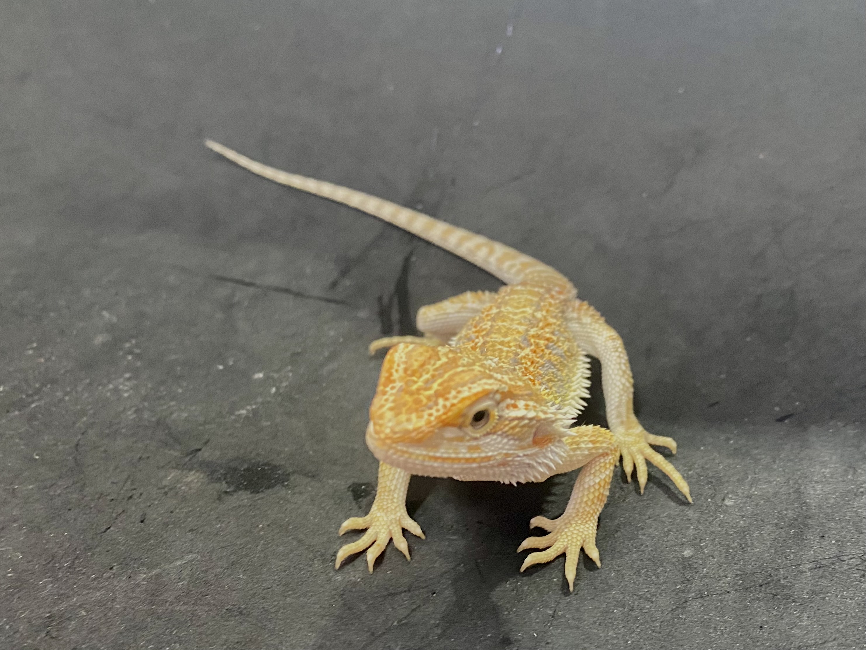 フトアゴヒゲトカゲ
