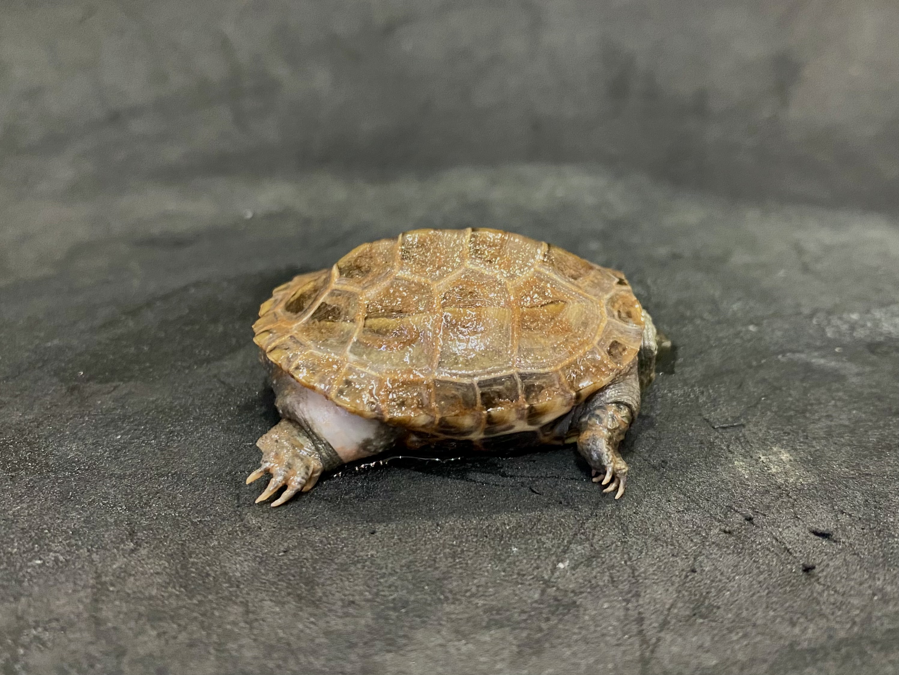 クサガメ