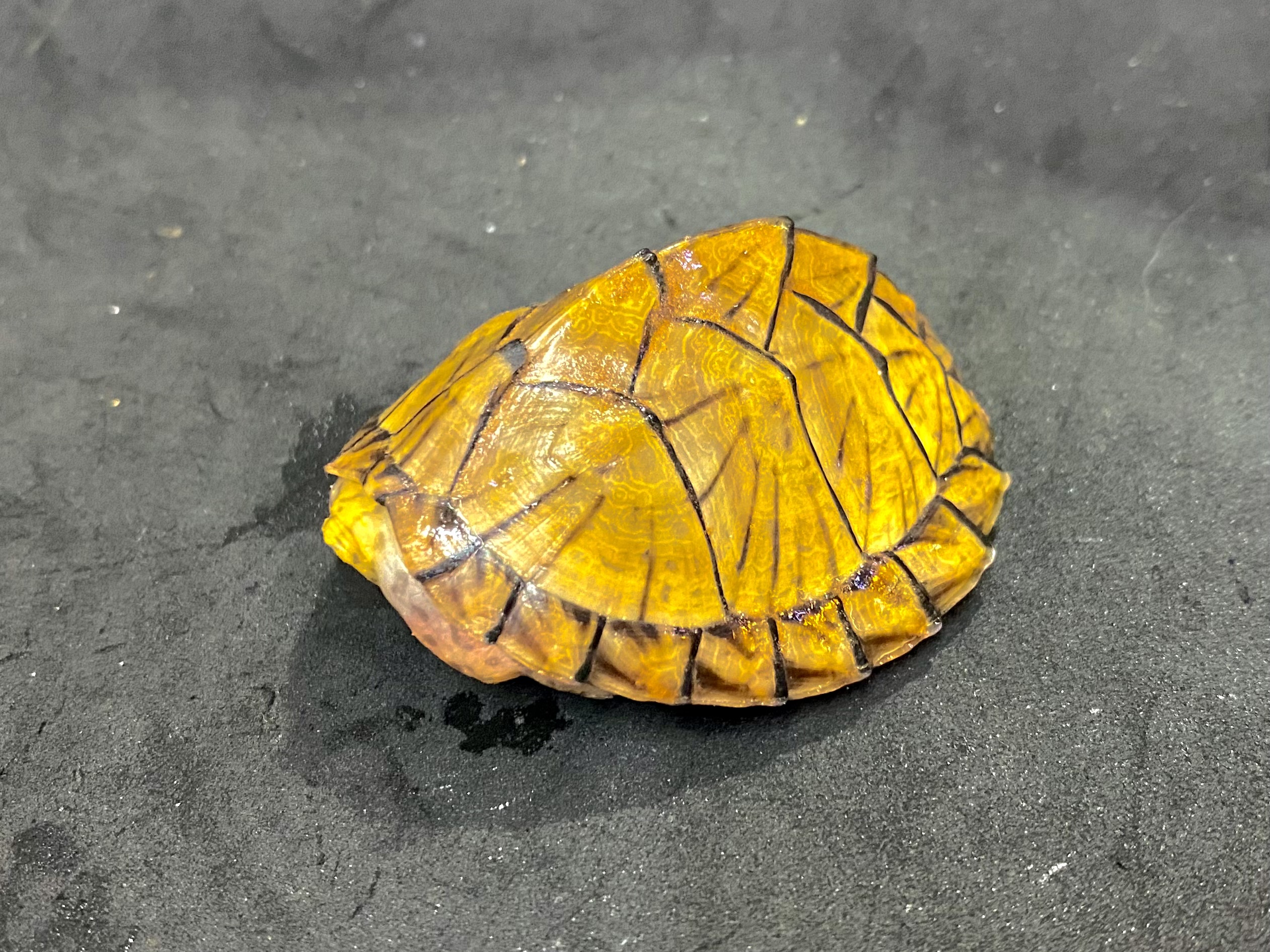 カブトニオイガメ