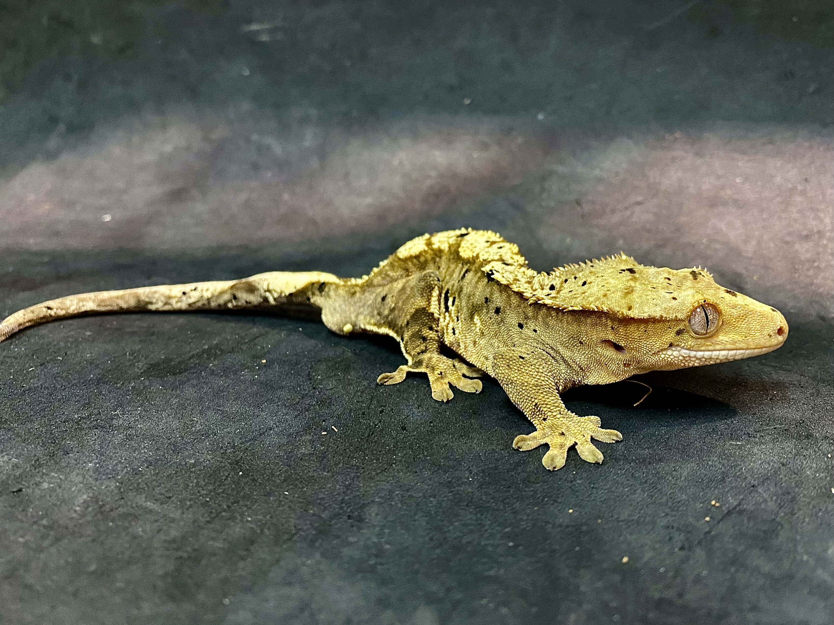 クレステッドゲッコー