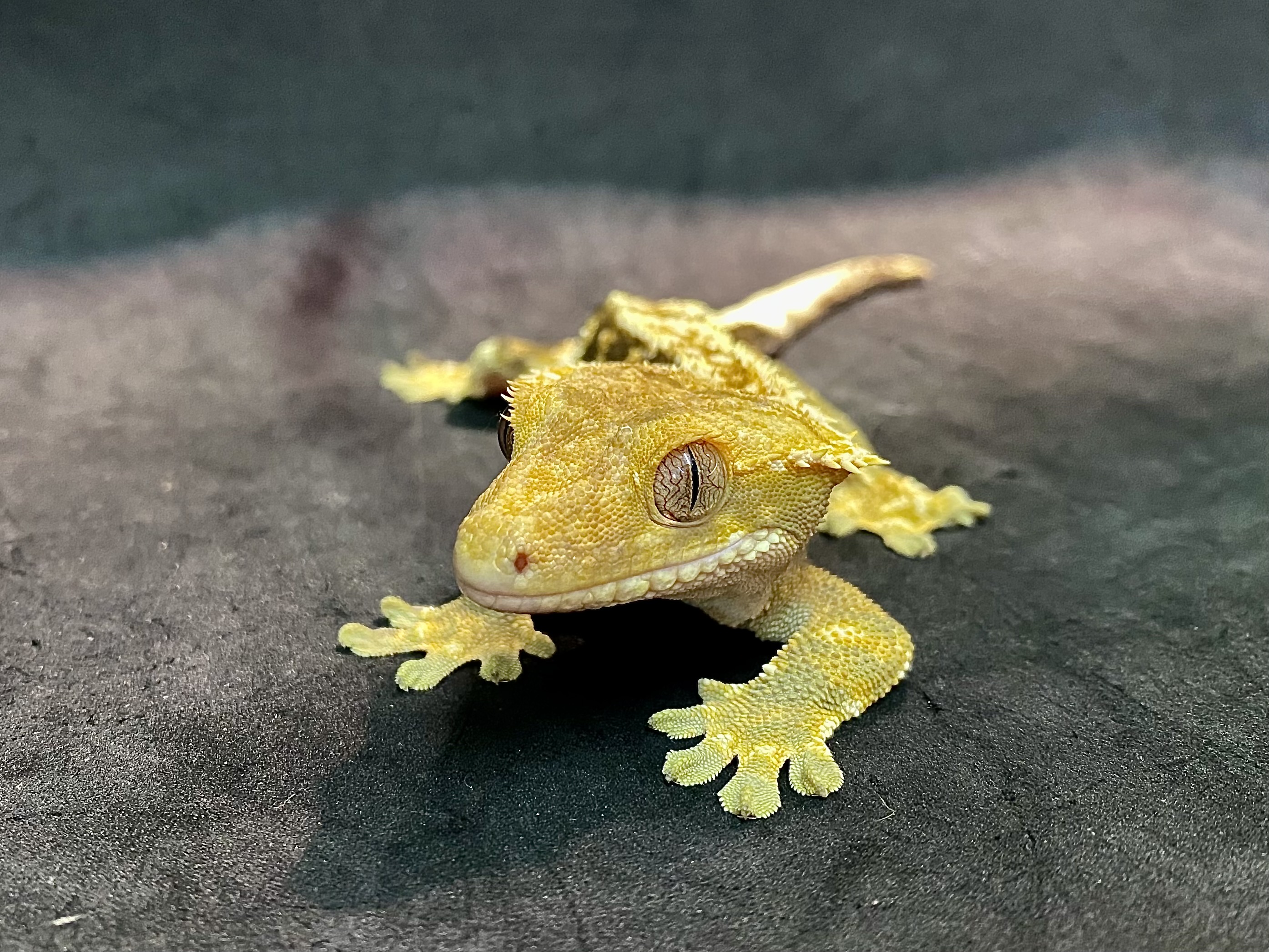 オウカンミカドヤモリ