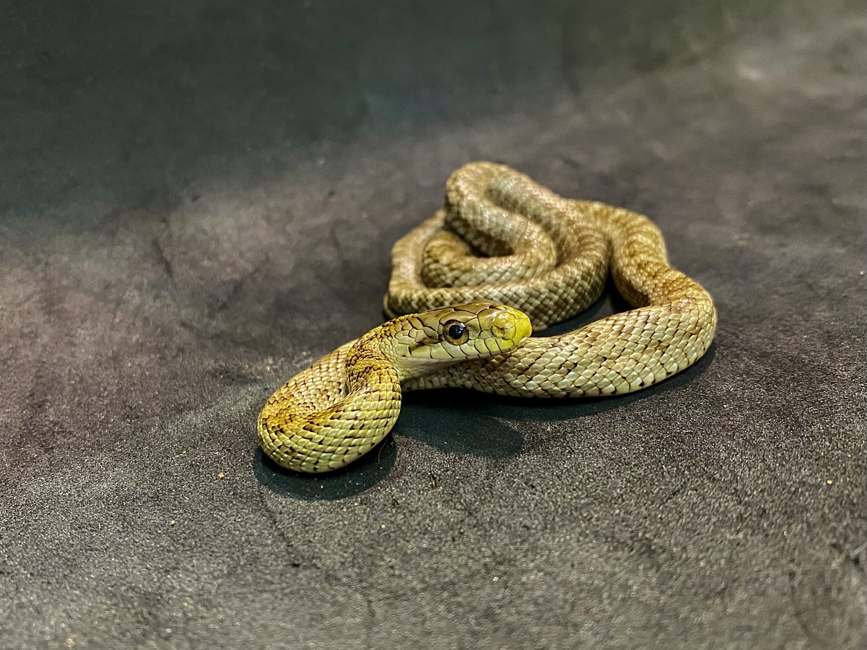 アオダイショウ