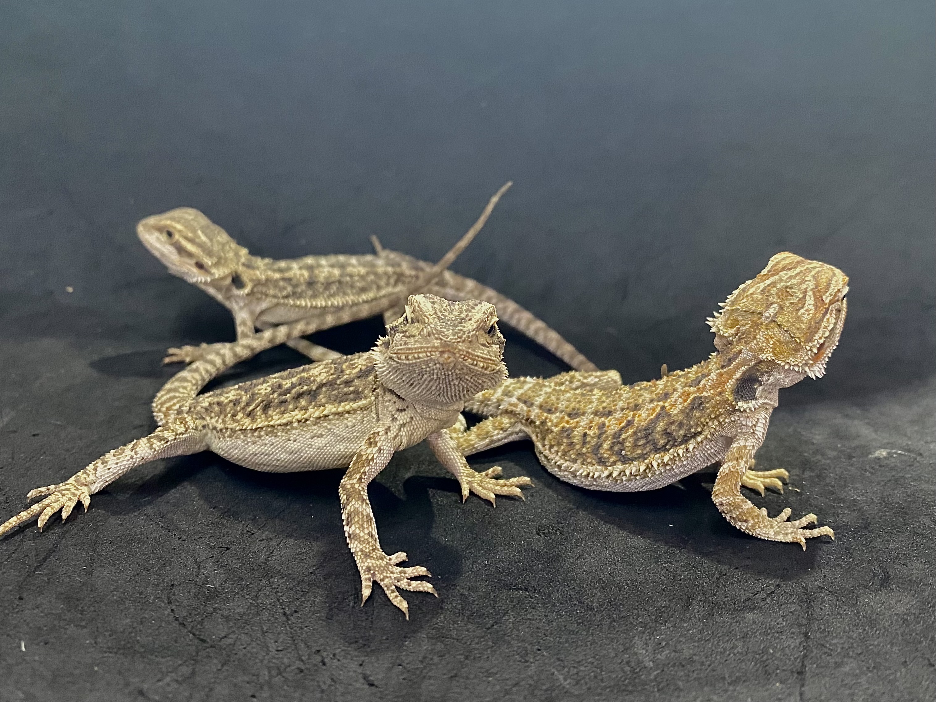 フトアゴヒゲトカゲ