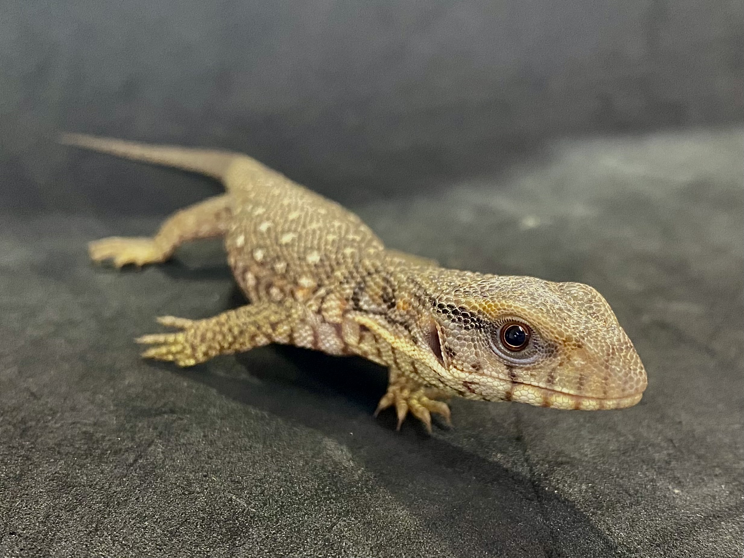 サバンナモニター