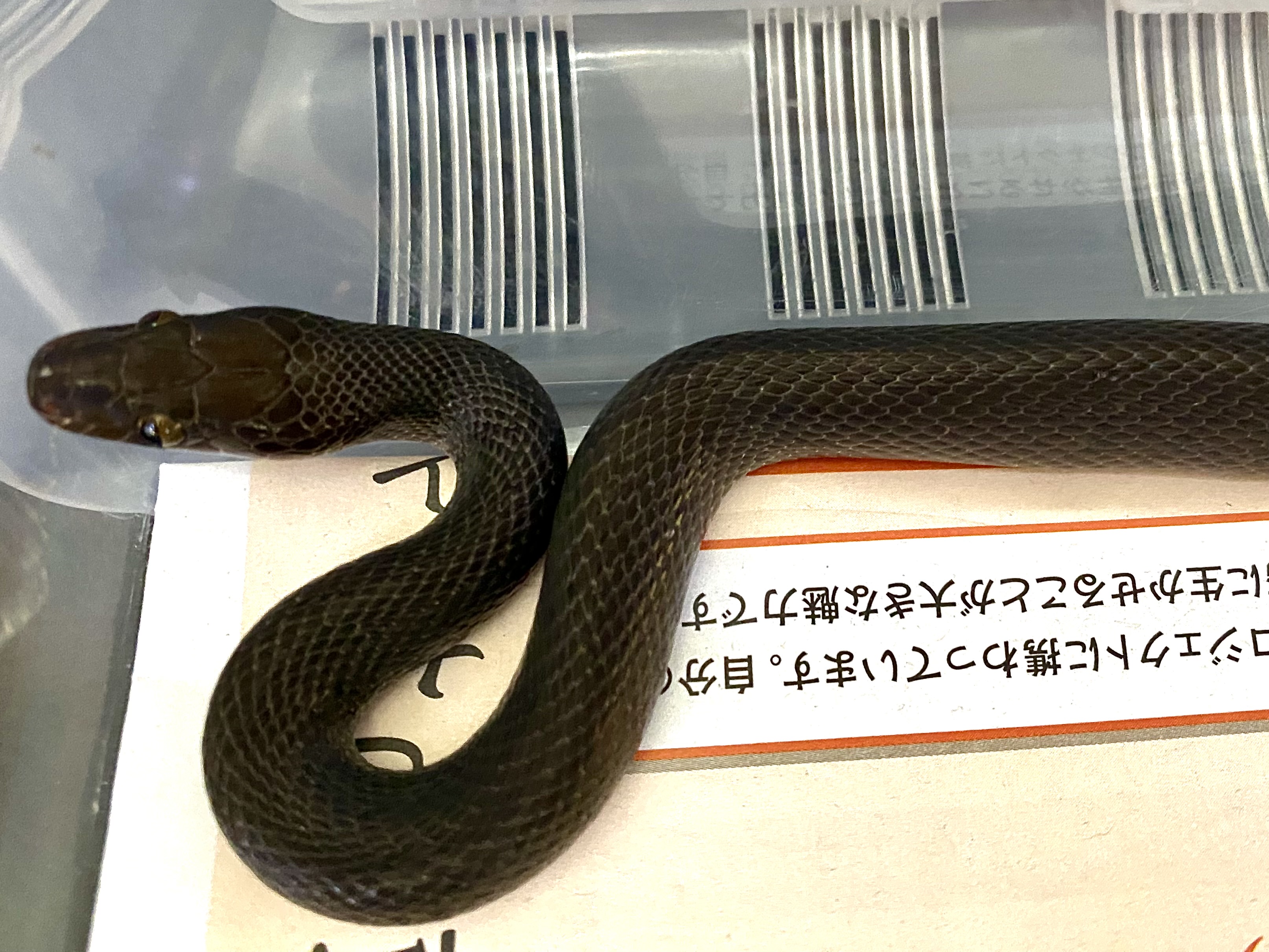 ブラックハウススネーク