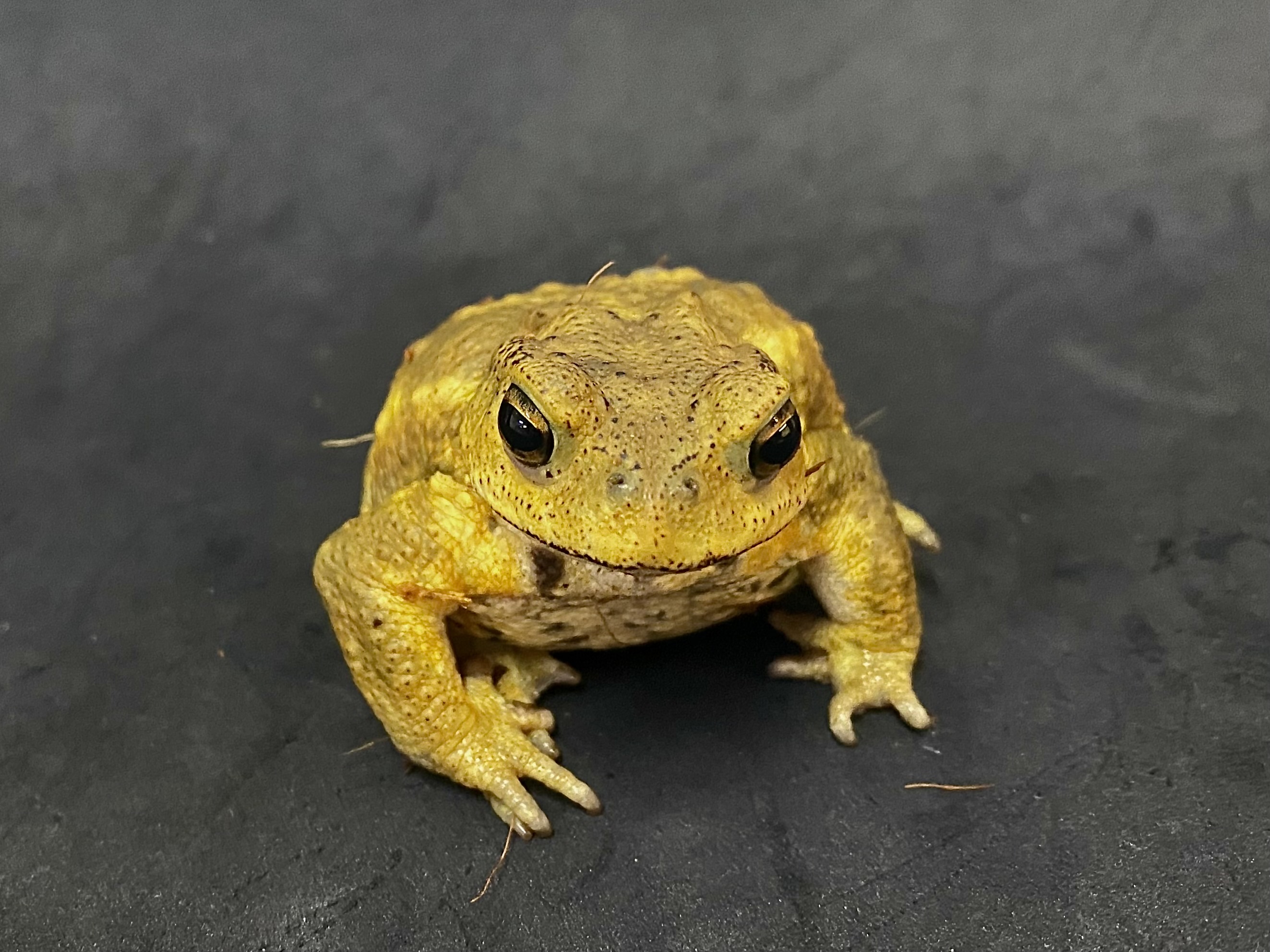 ミヤコヒキガエル