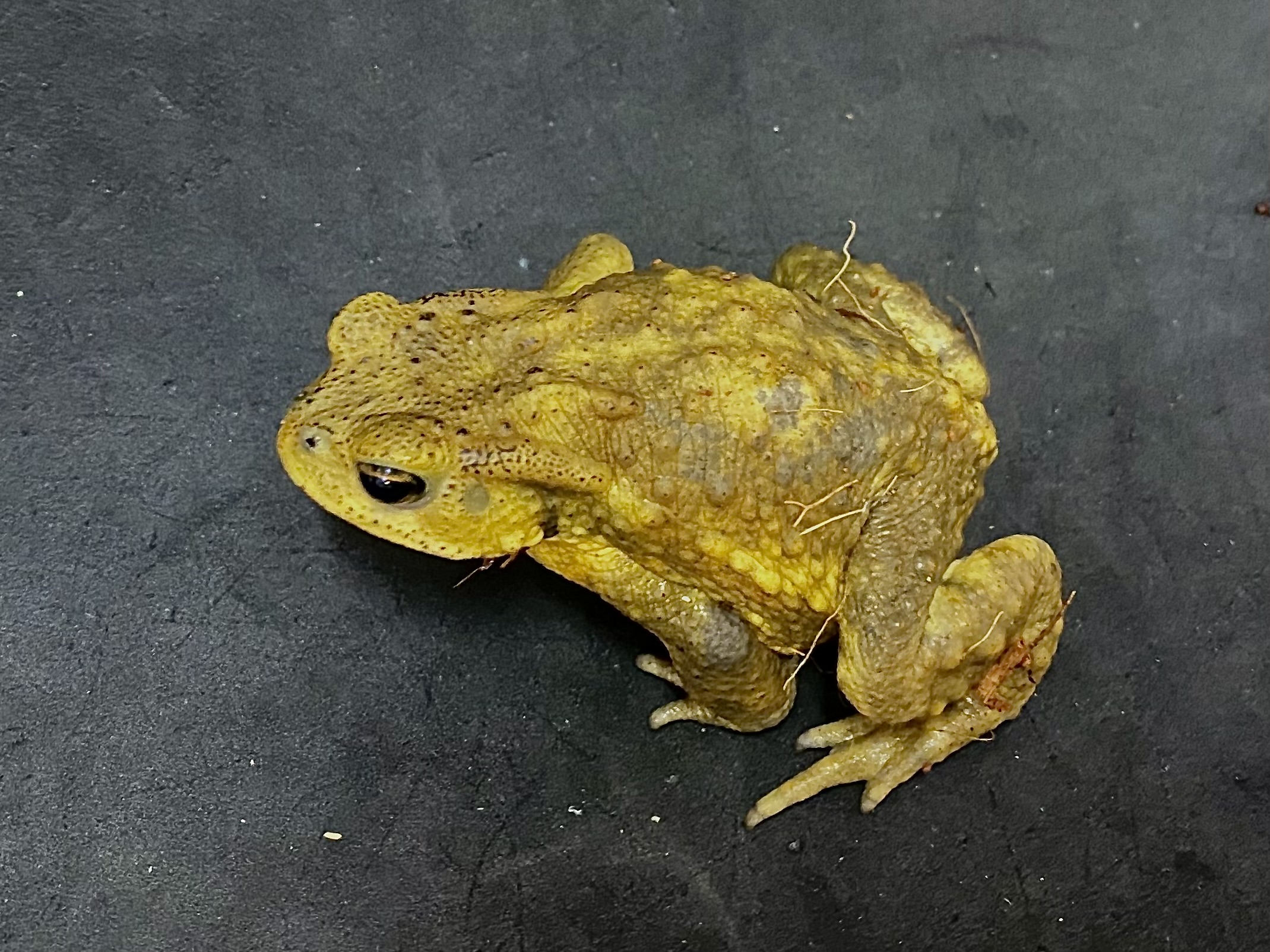 ミヤコヒキガエル
