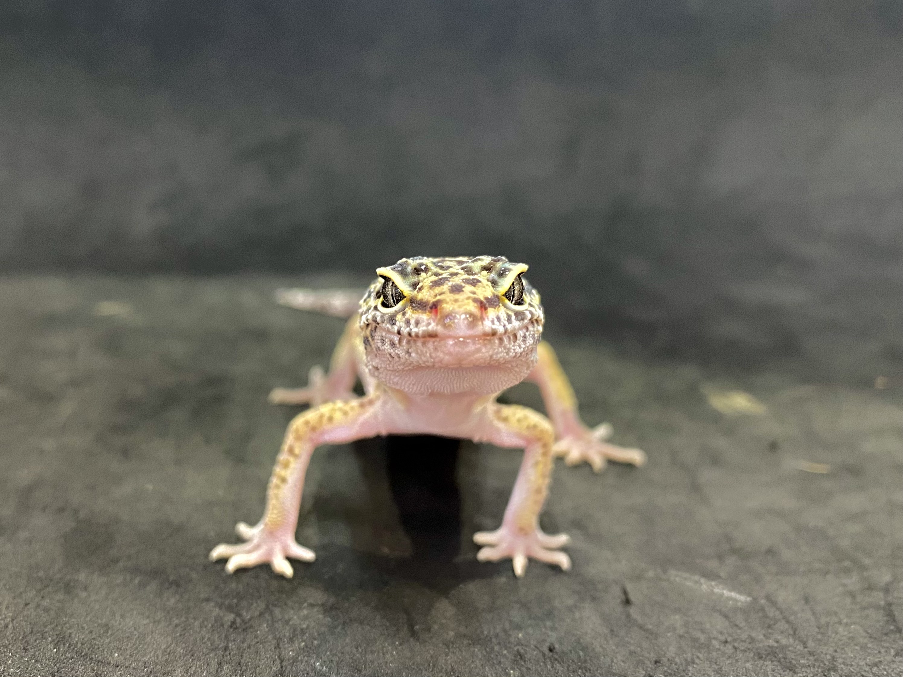 ハイイエロー