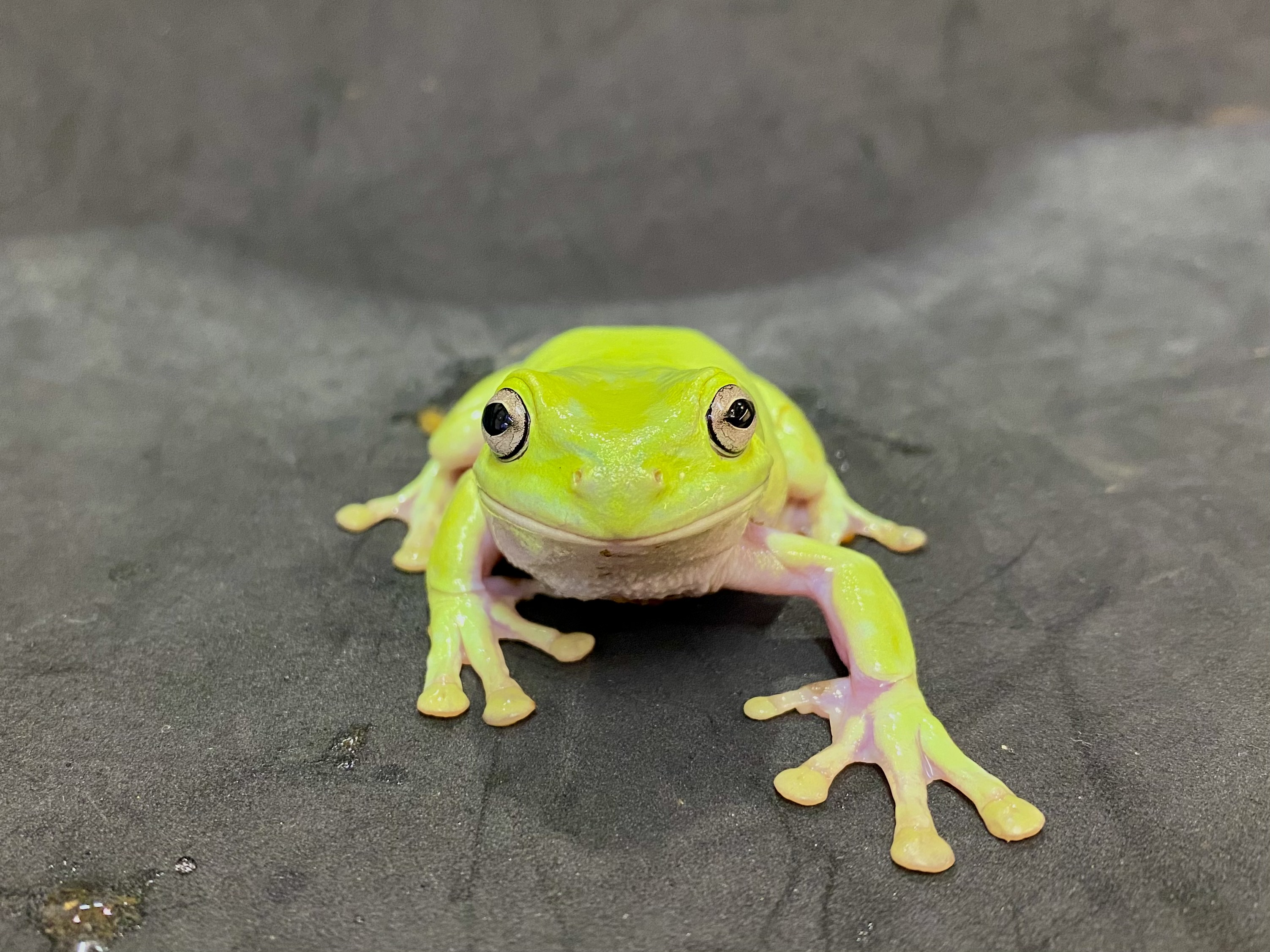 イエアメガエル