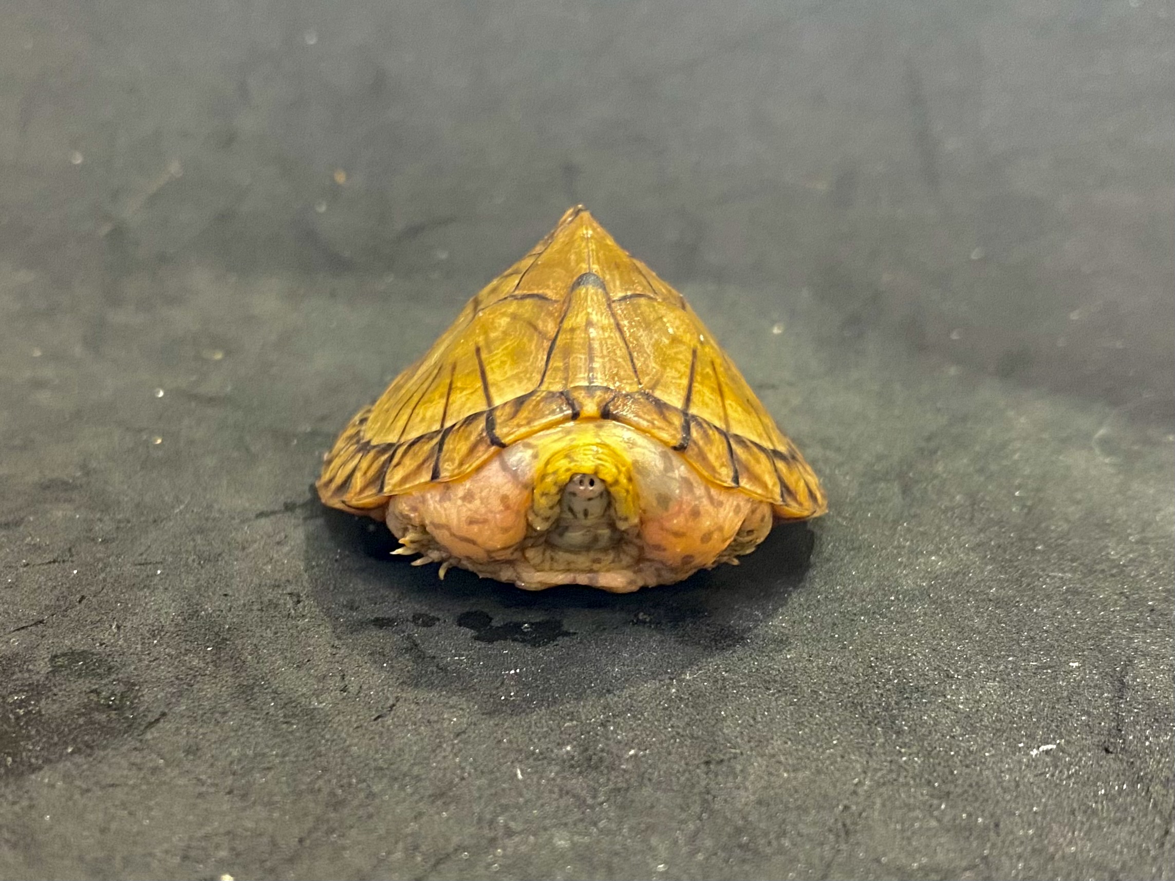 カブトニオイガメ