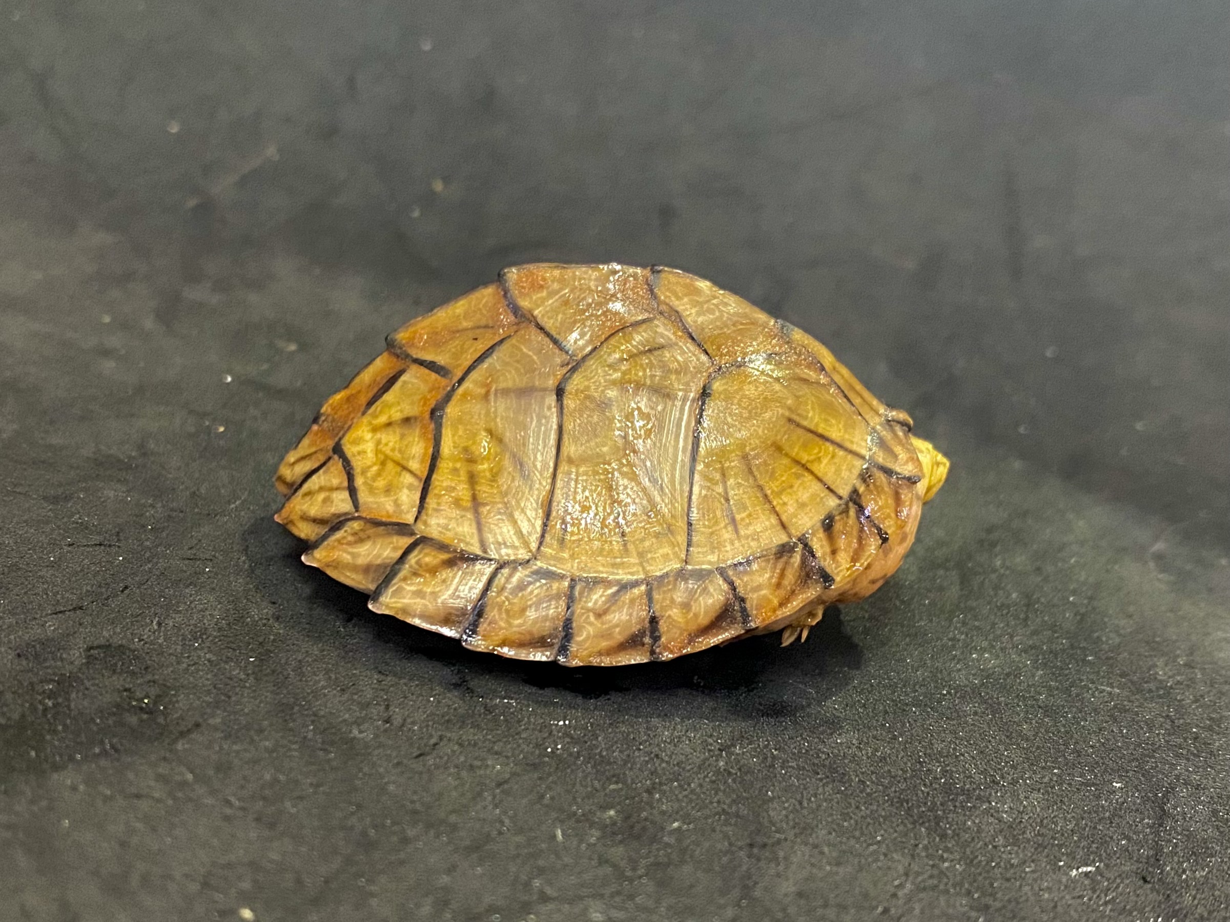 カブトニオイガメ