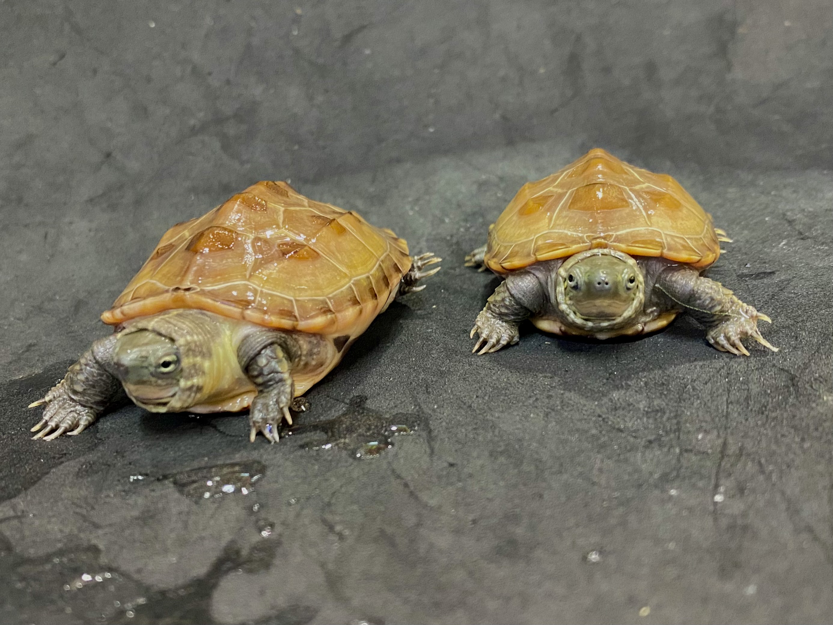ヘテロアルビノクサガメ