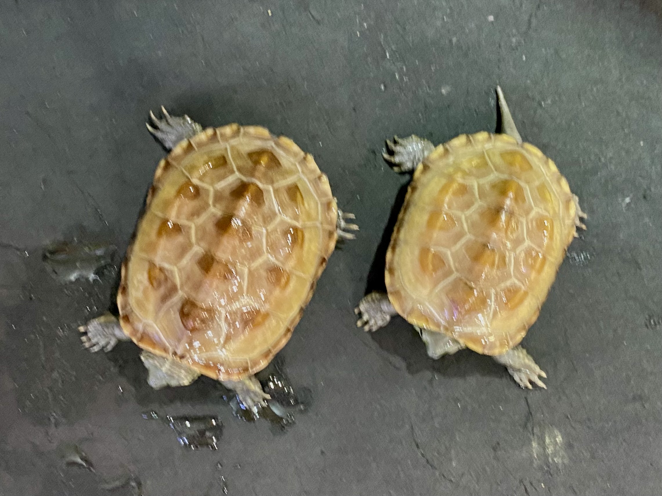 クサガメヘテロアルビノ
