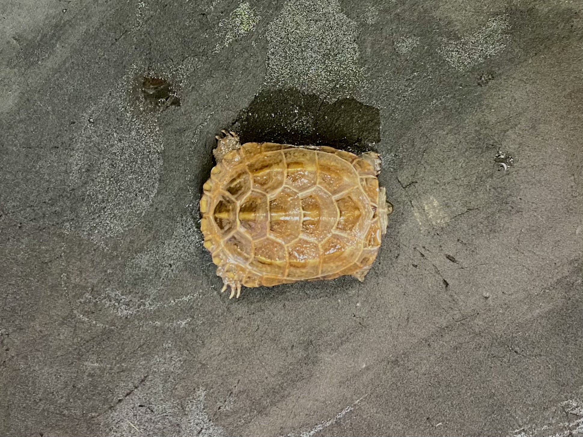 クサガメヘテロアルビノ