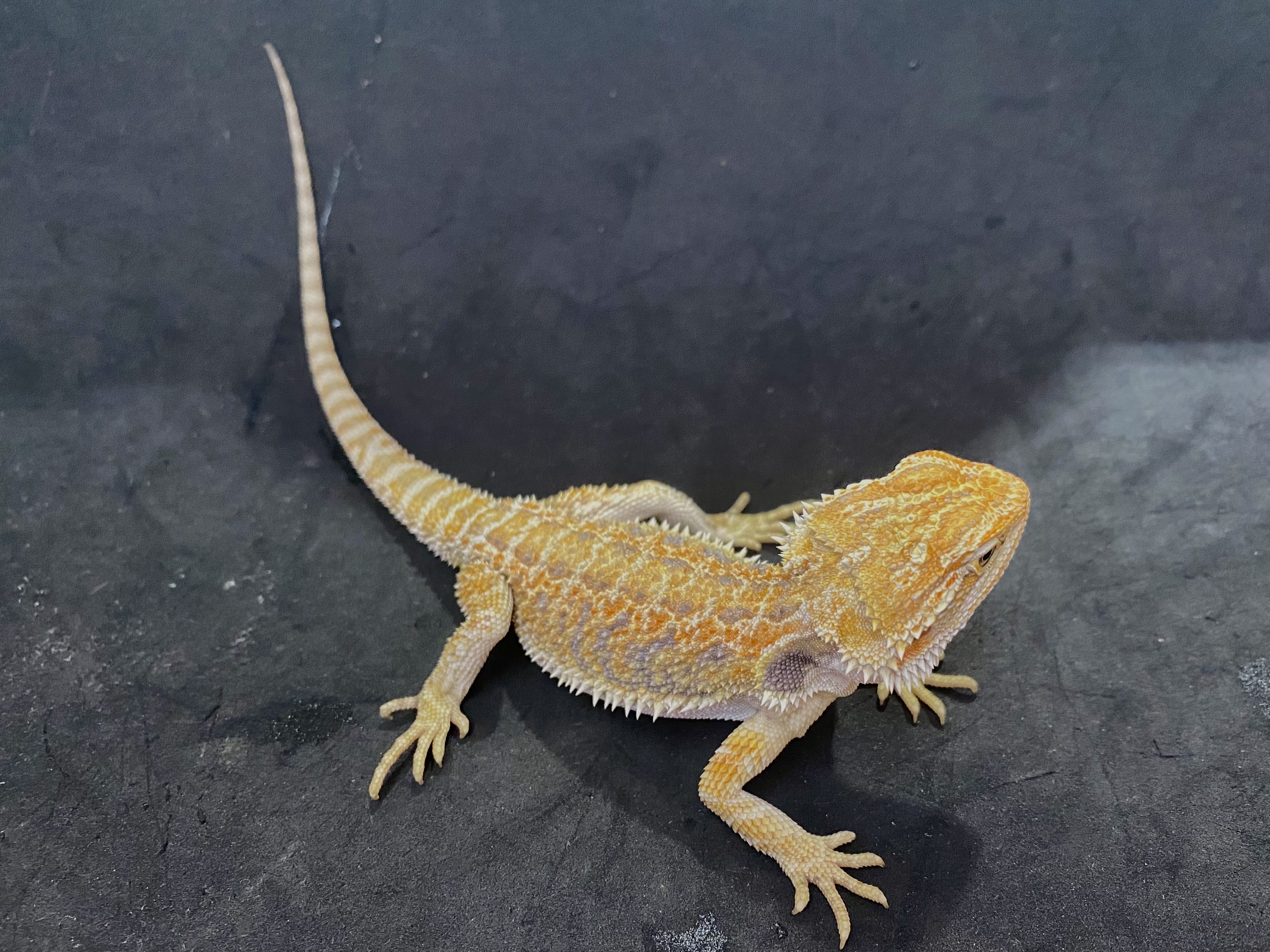 フトアゴヒゲトカゲ