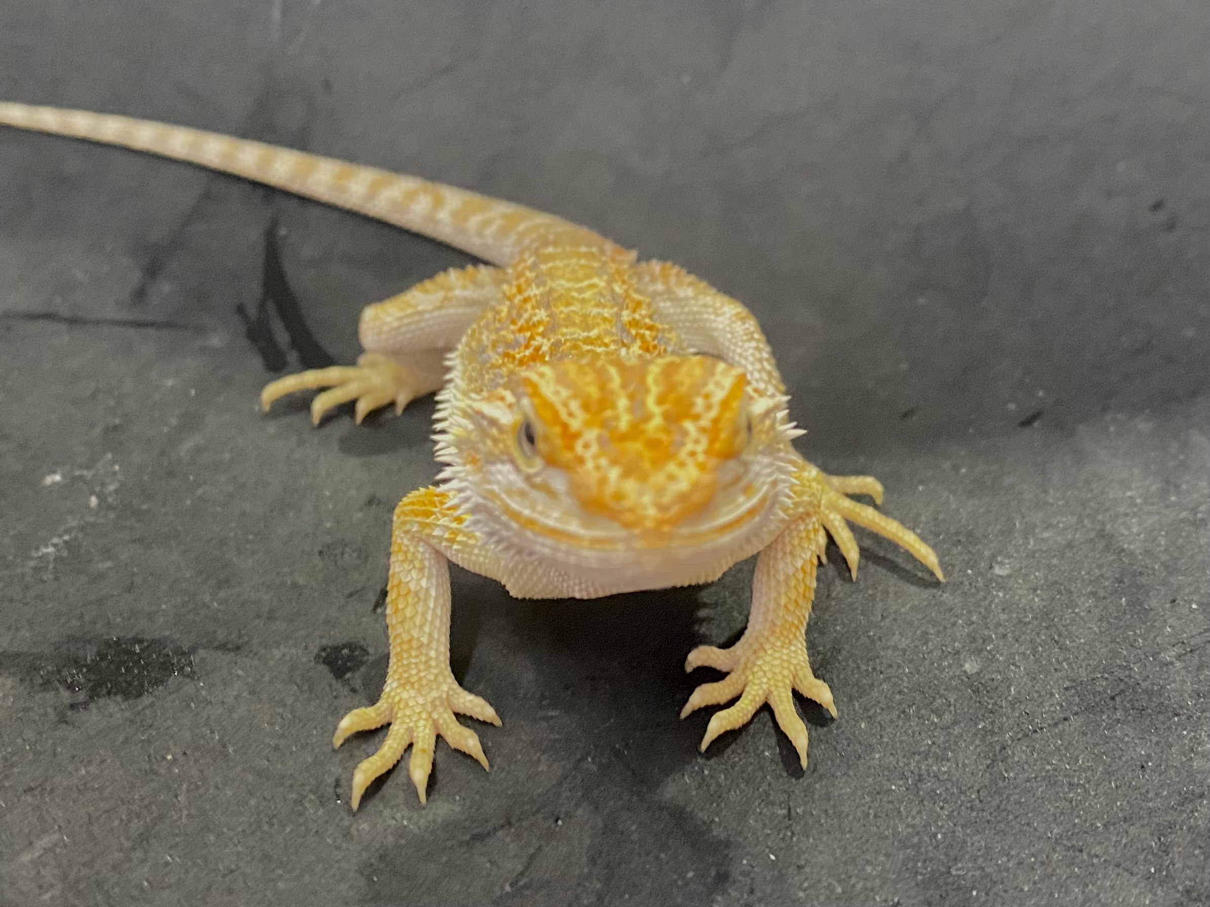 フトアゴヒゲトカゲ