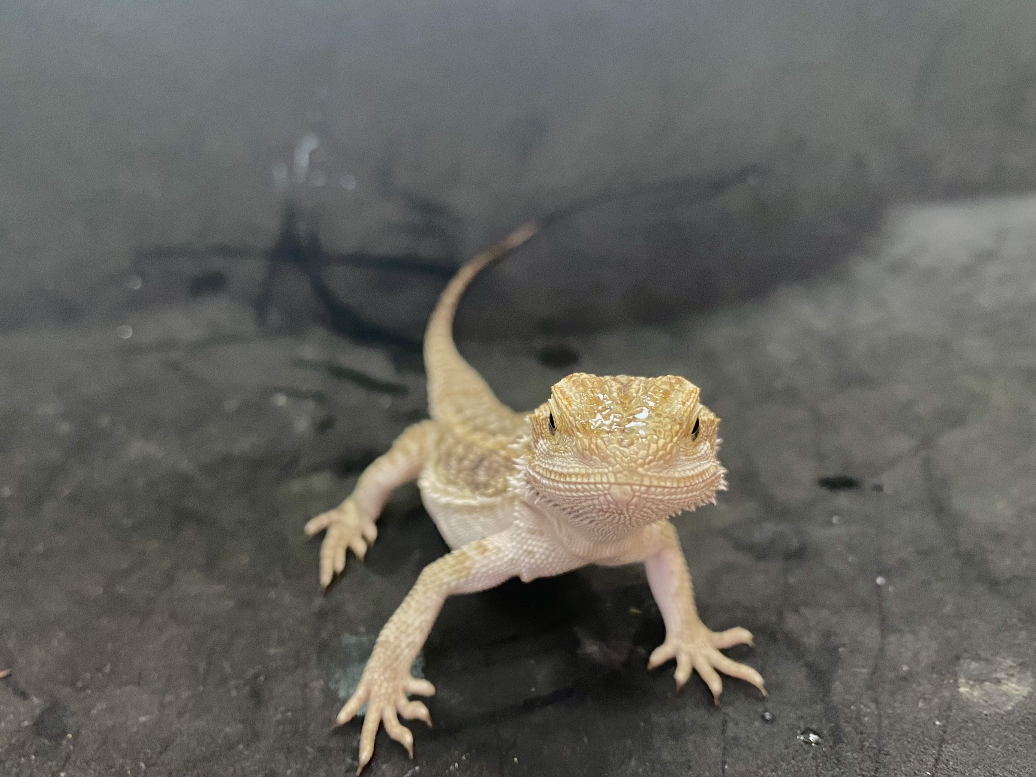 フトアゴヒゲトカゲ