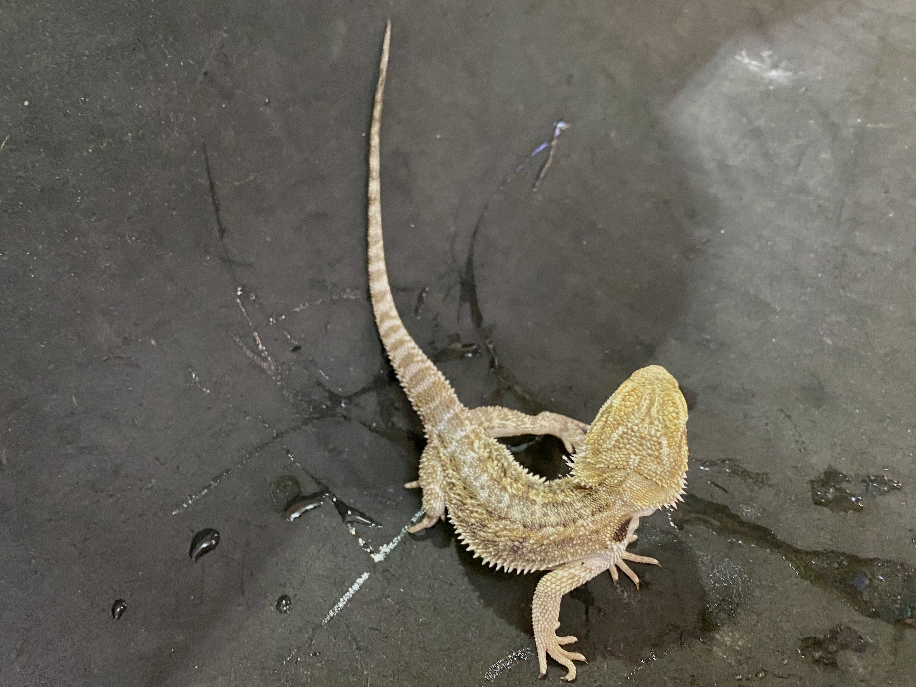 フトアゴヒゲトカゲ