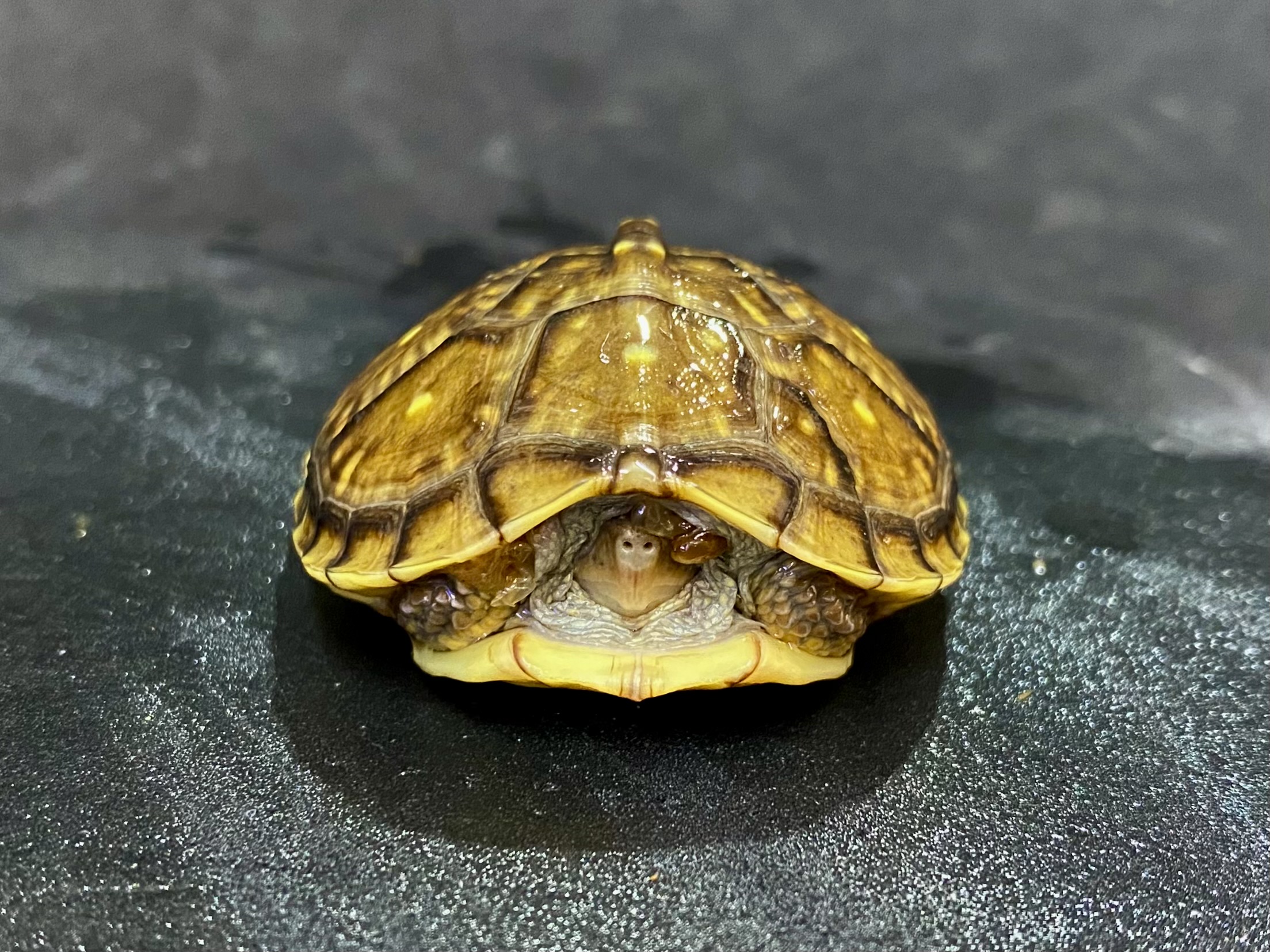 ミツユビハコガメ