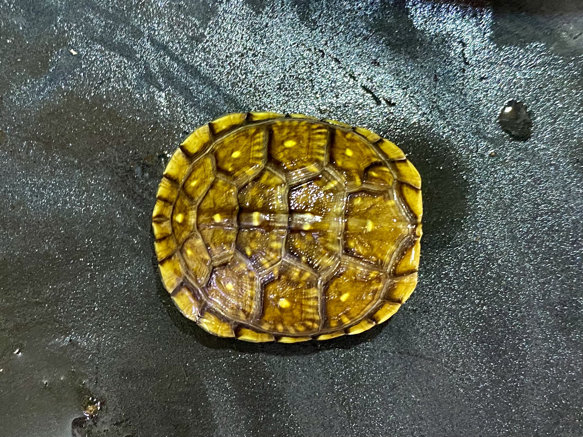 ミツユビハコガメ
