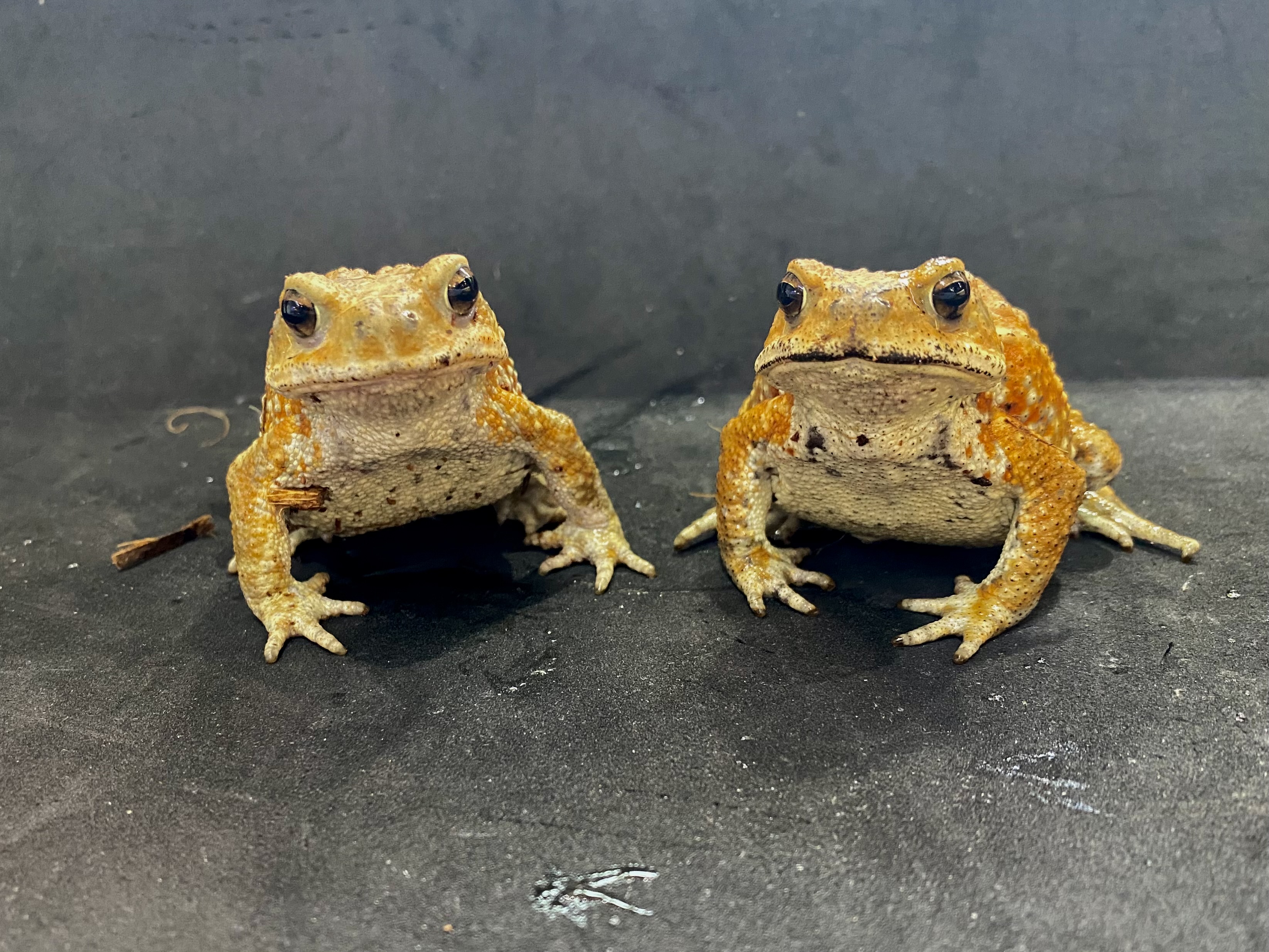 ミヤコヒキガエル