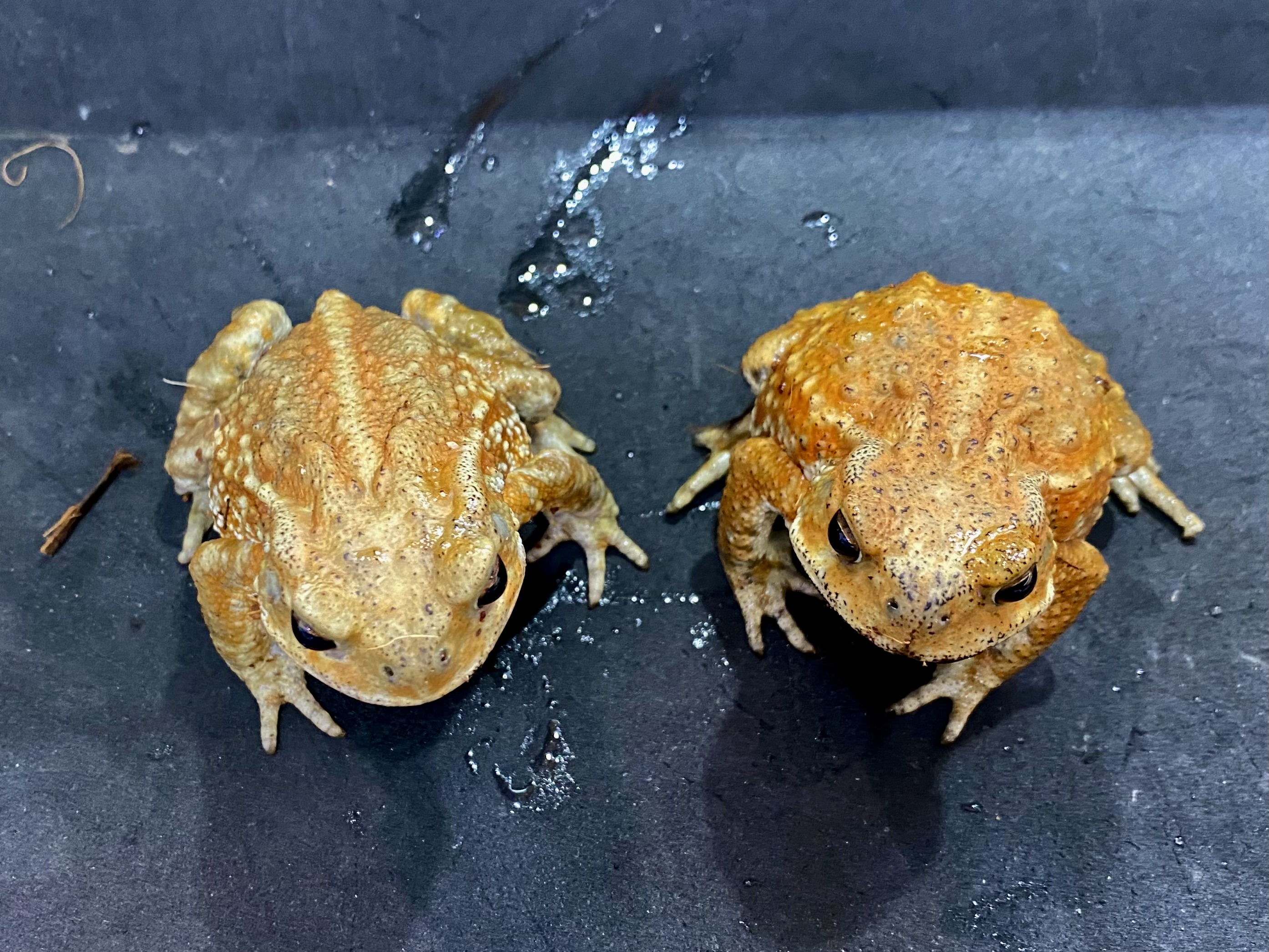 ミヤコヒキガエル