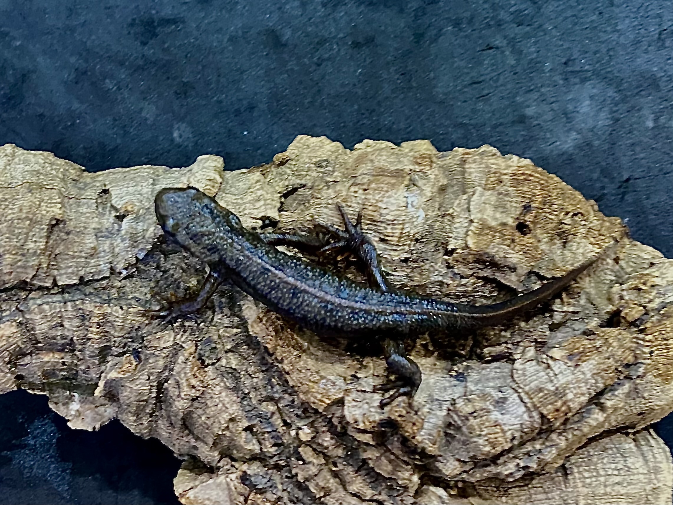 アカハライモリ
