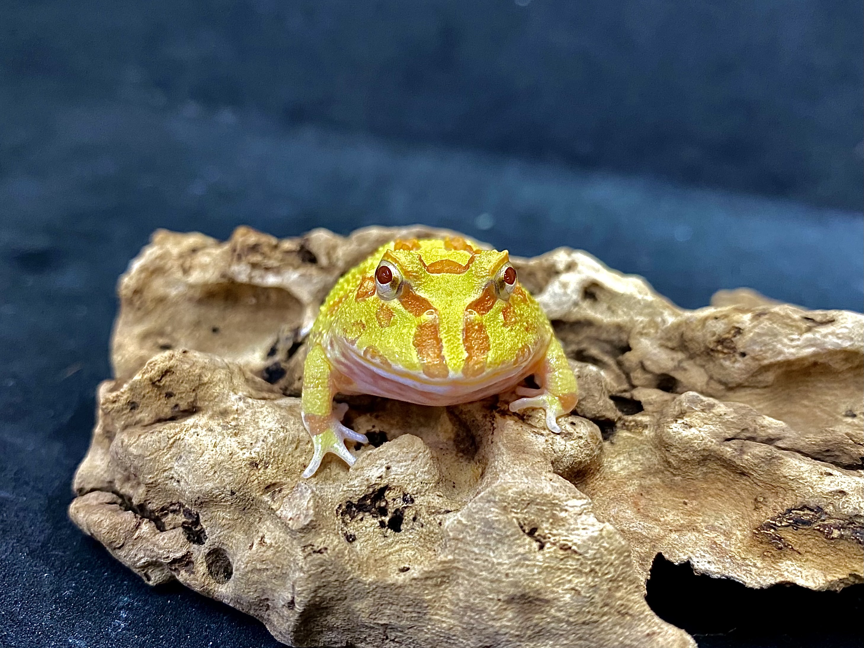 クランウェルツノガエル