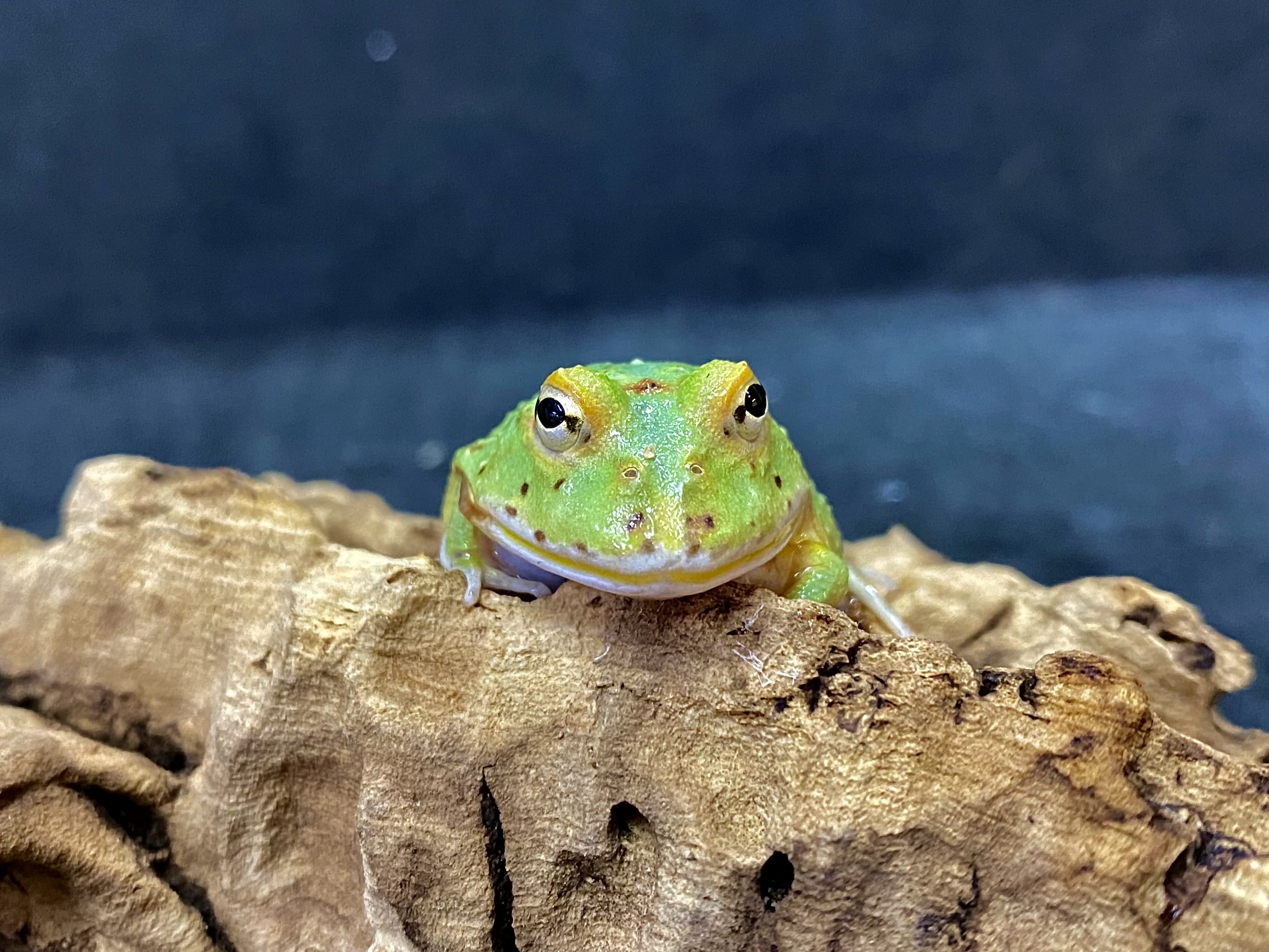 クランウェルツノガエル
