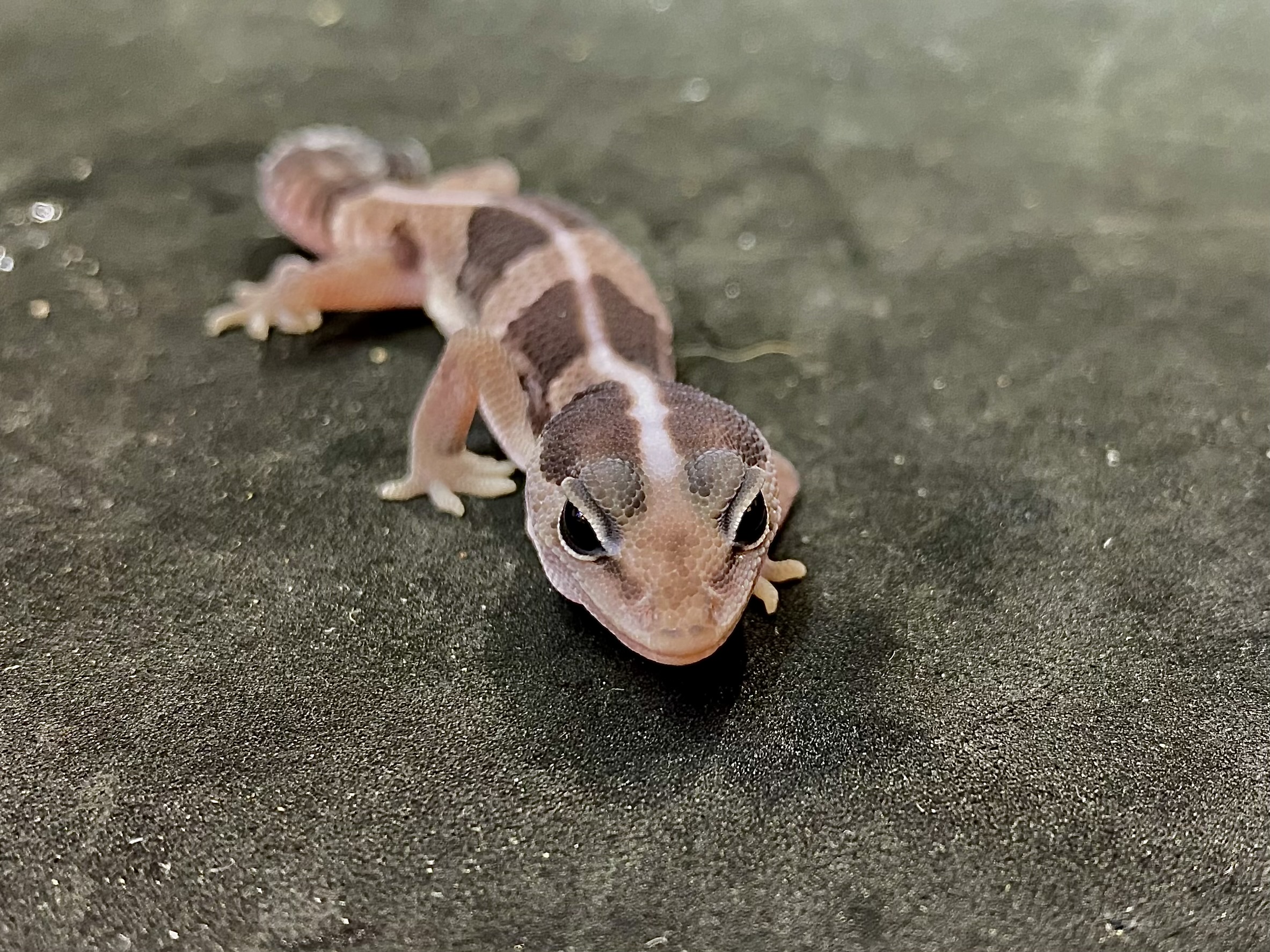 ニシアフリカトカゲモドキ