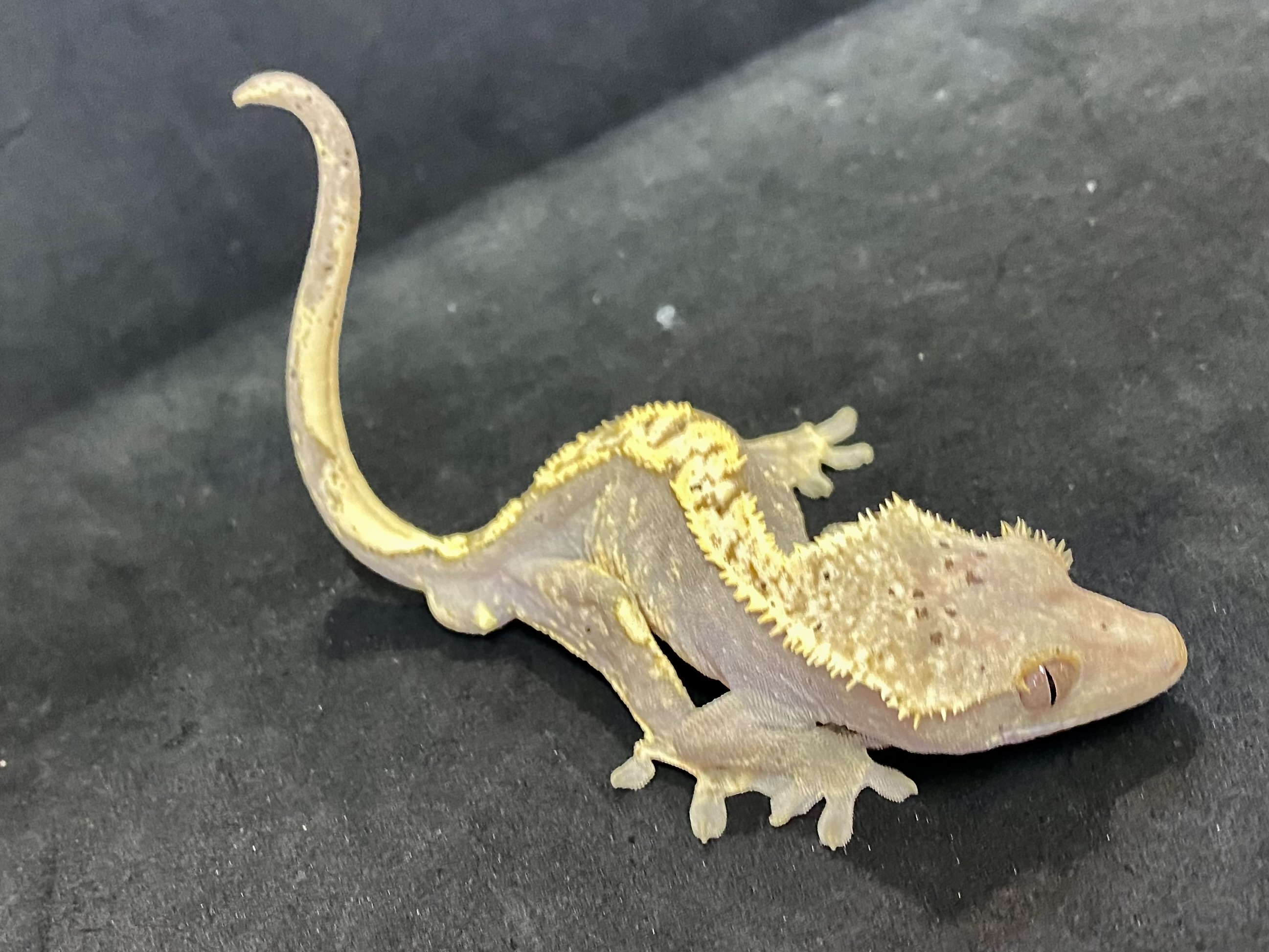 オウカンミカドヤモリ