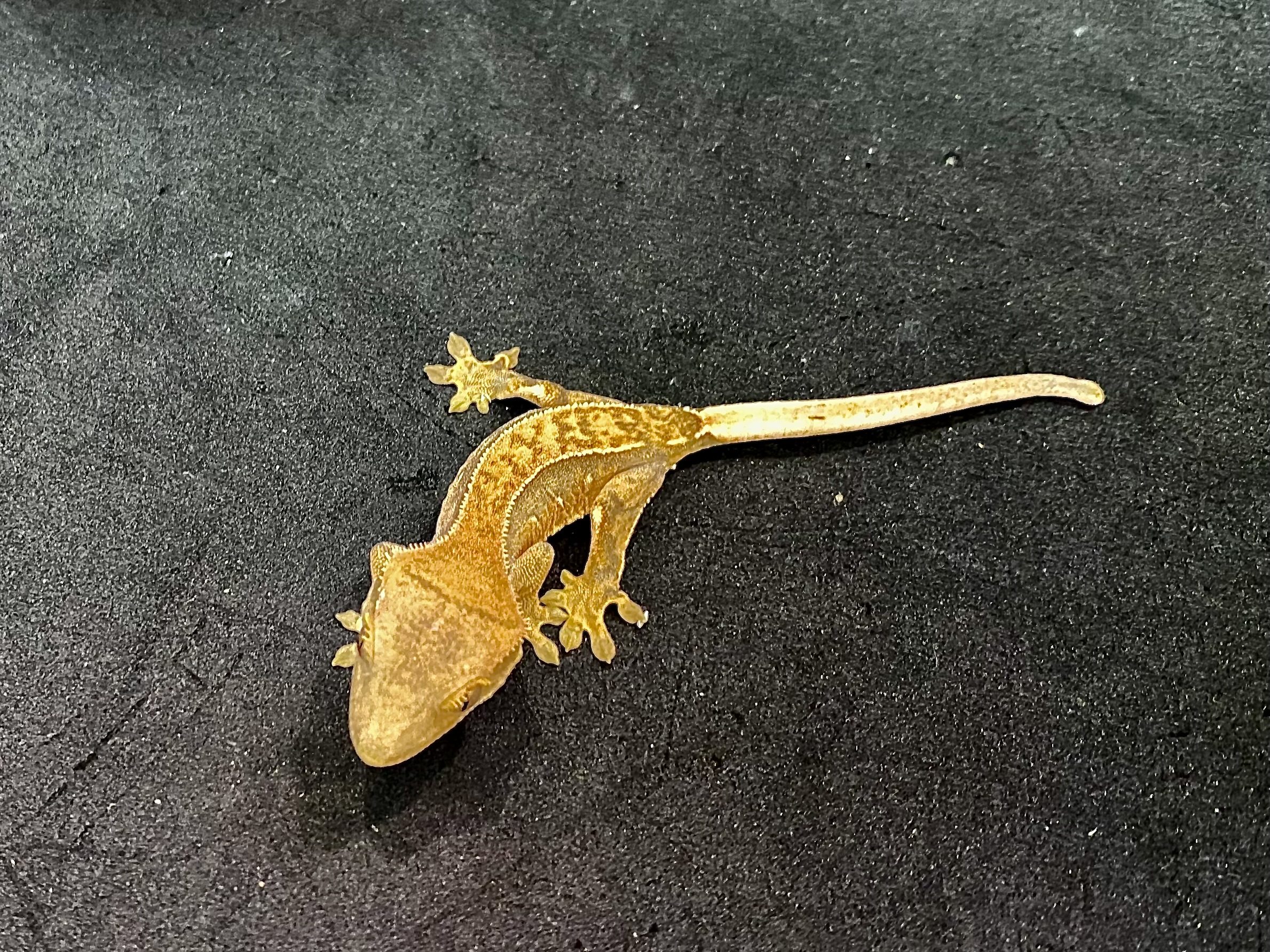 オウカンミカドヤモリ