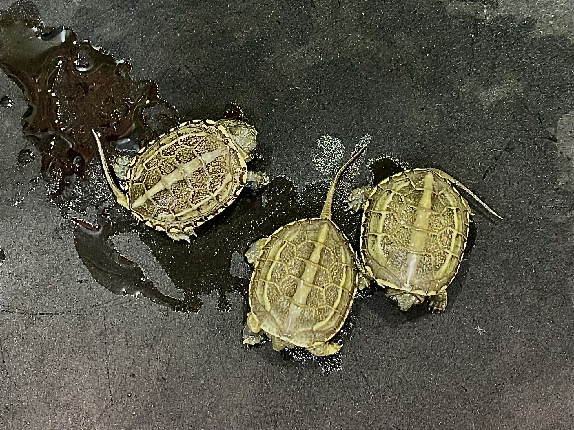 ゼニガメ