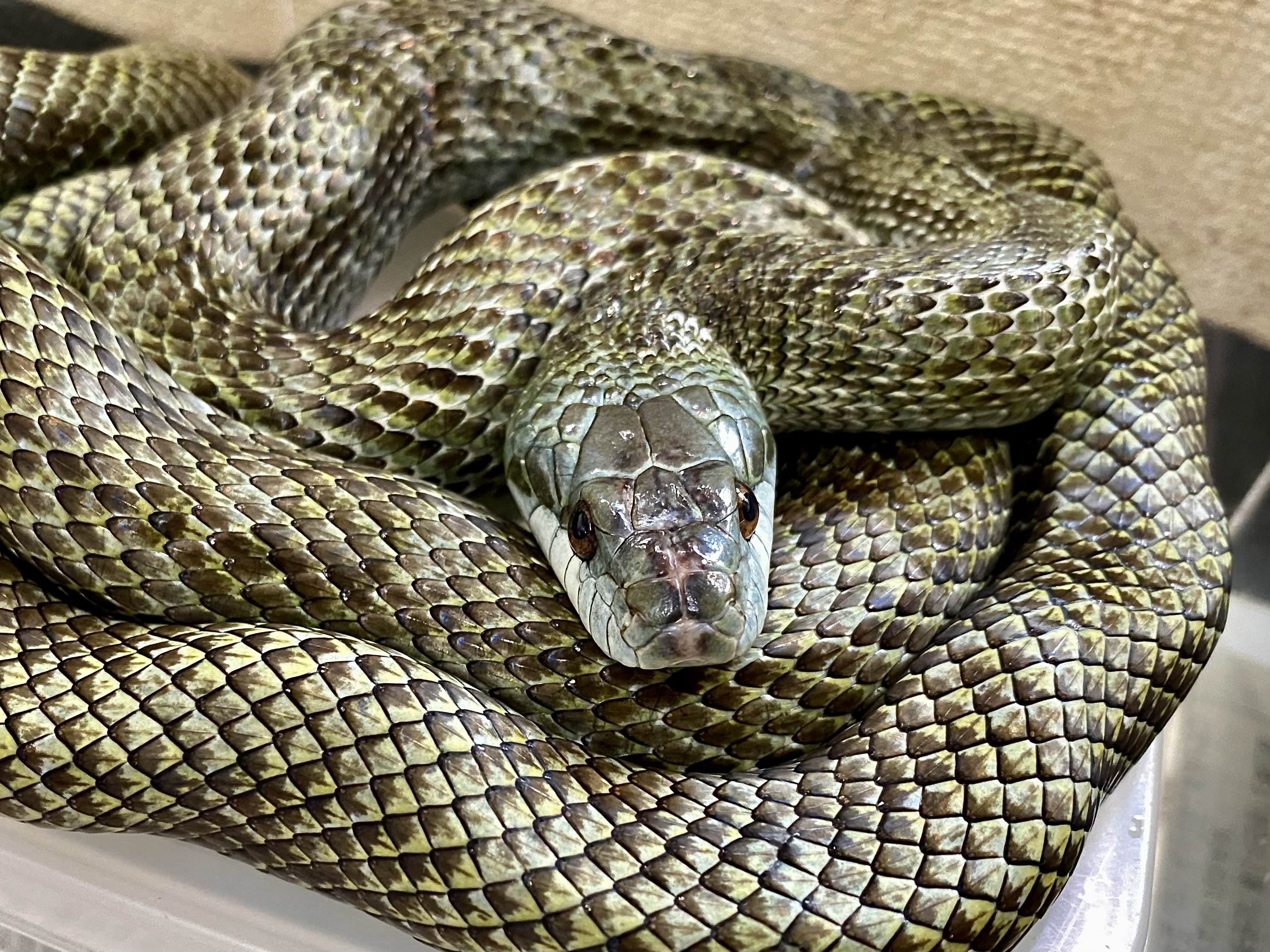 アオダイショウ