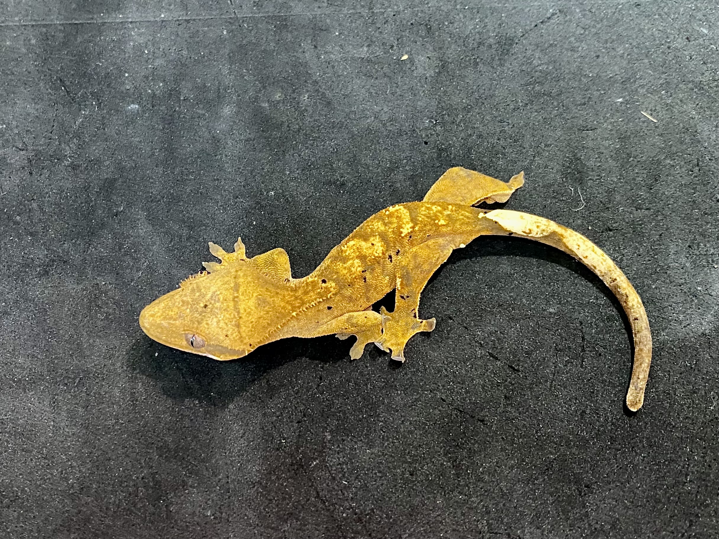 オウカンミカドヤモリ