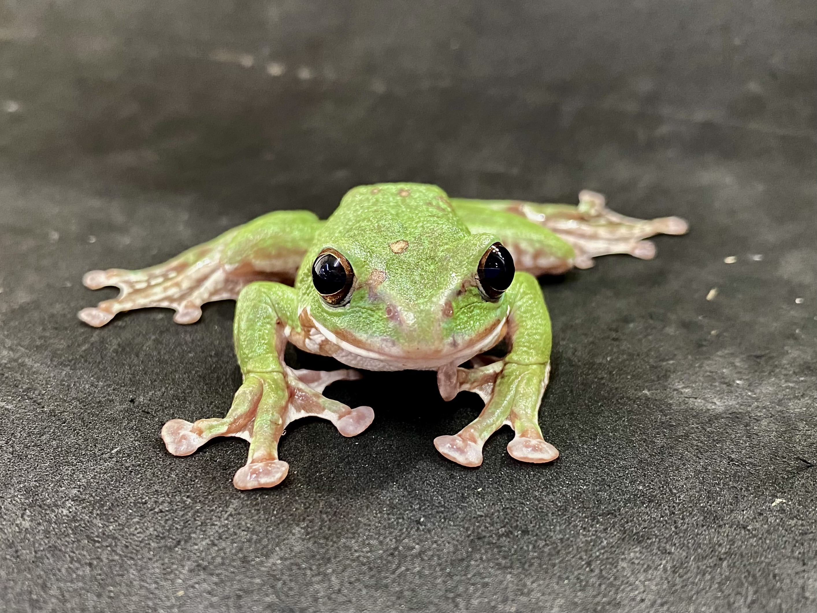 モリアオガエル