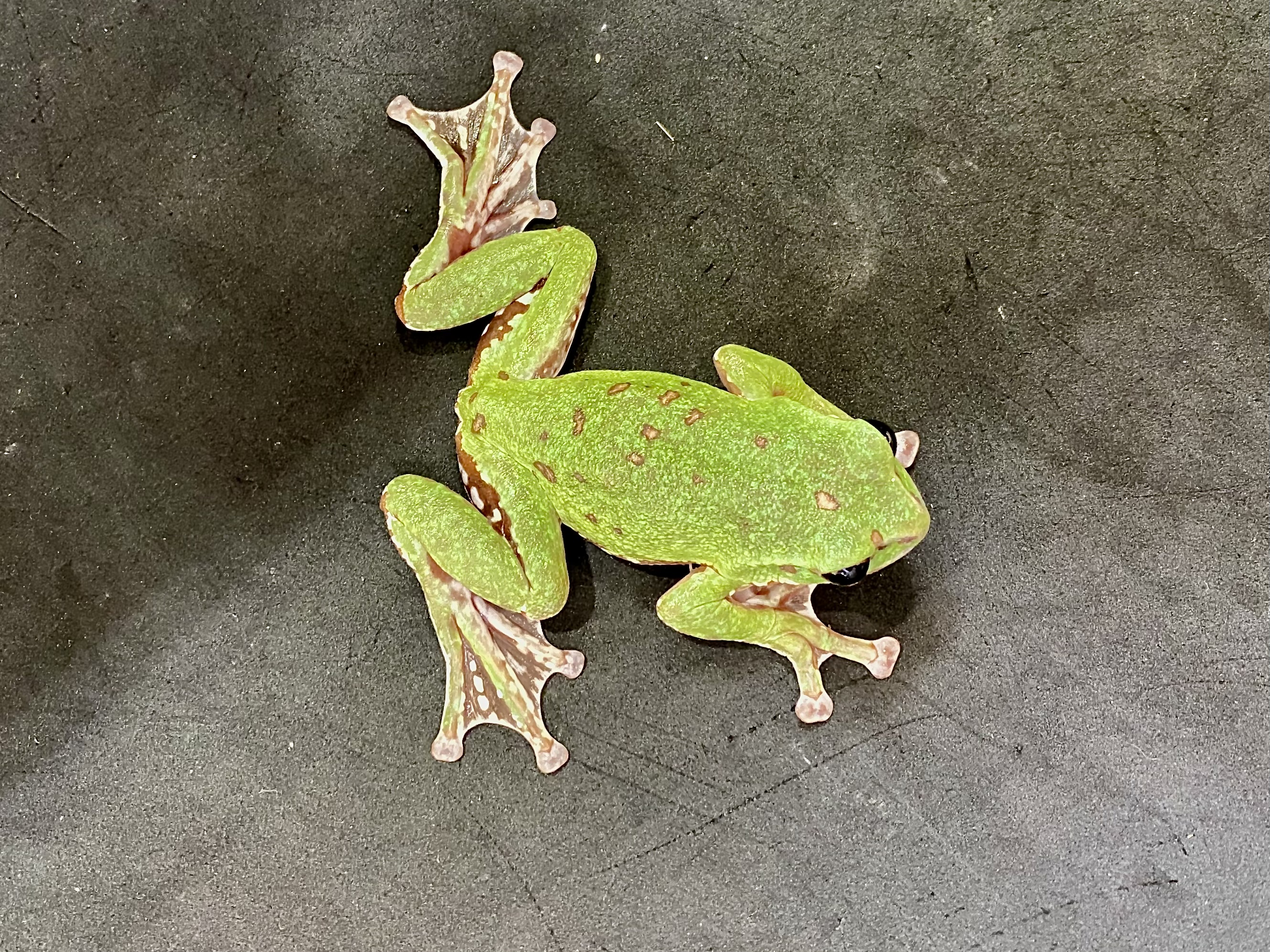 モリアオガエル